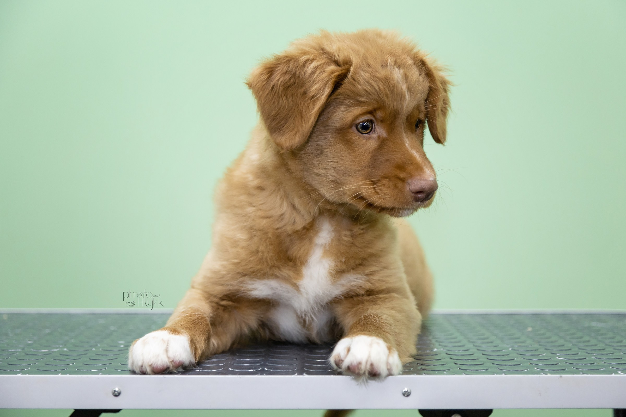 Щенки Толлера. Htykk_photo