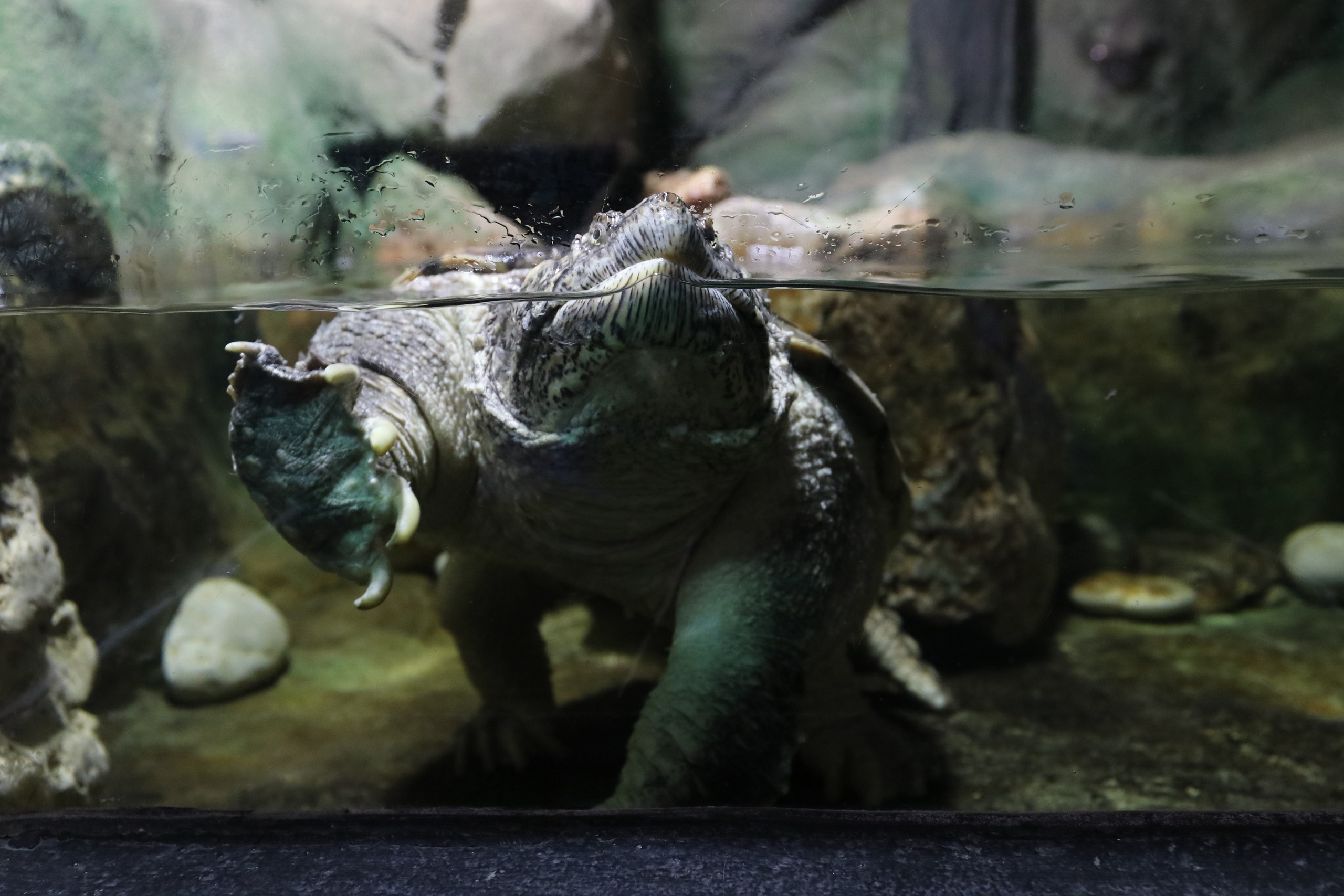 Крым. ЮБК (Севастополь, Кастрополь, Ялта). Май 2023. Путешественник-фотограф из Санкт-Петербурга Татьяна Свистулина