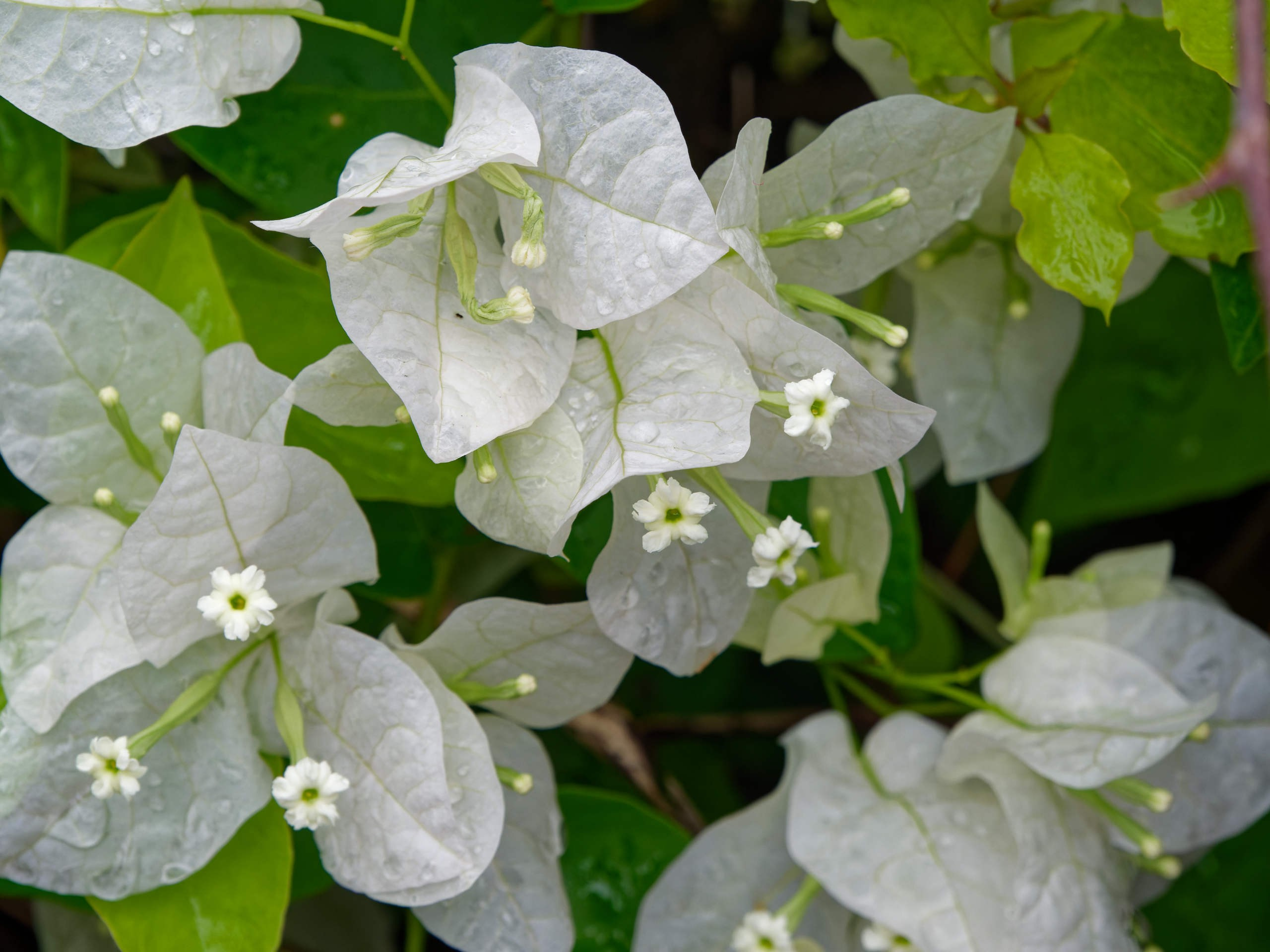 Нячанг 2025 (4). Избранные фотографии