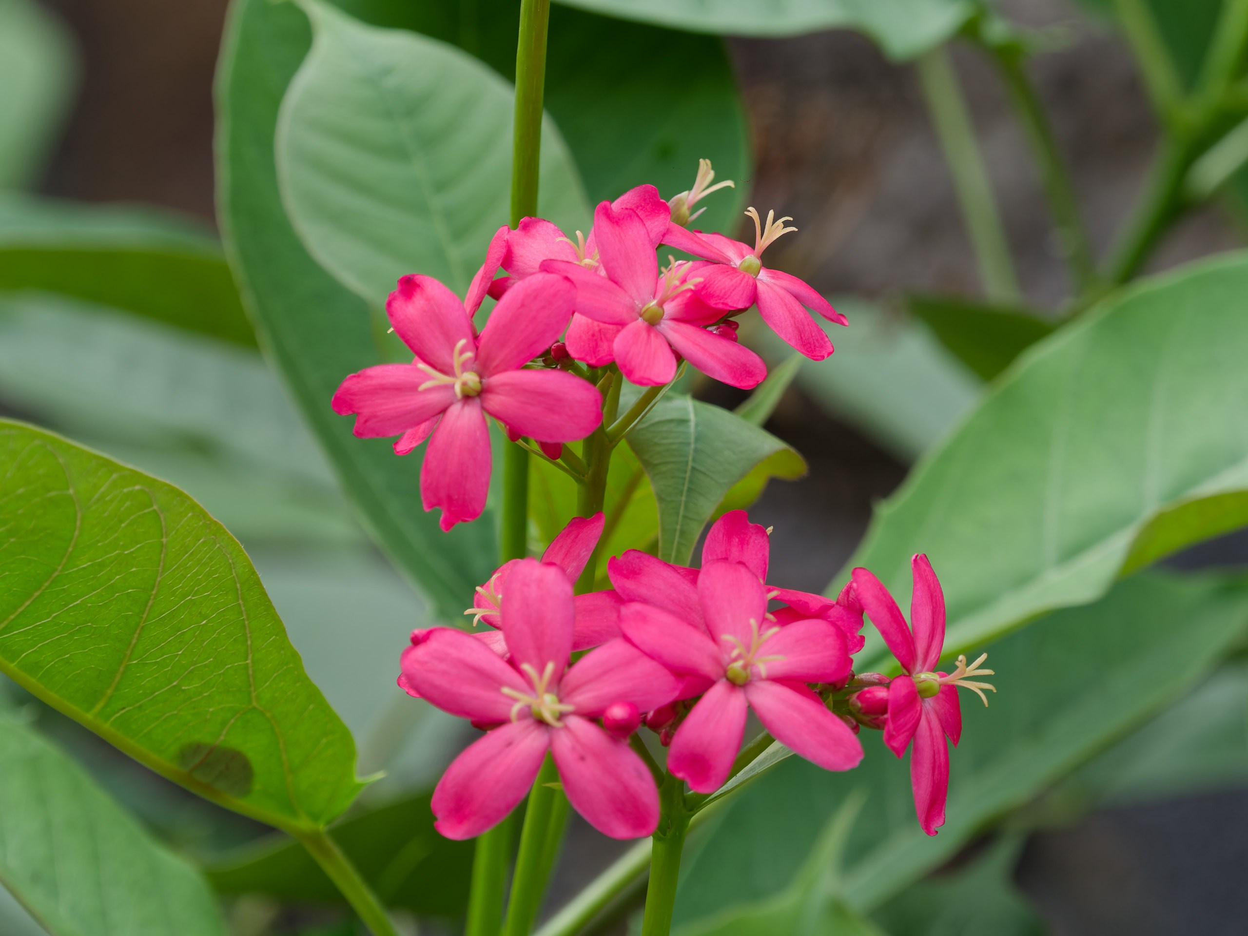 Хайнань 2026, флора, цветы и деревья. Фотопрогулки по Миру
