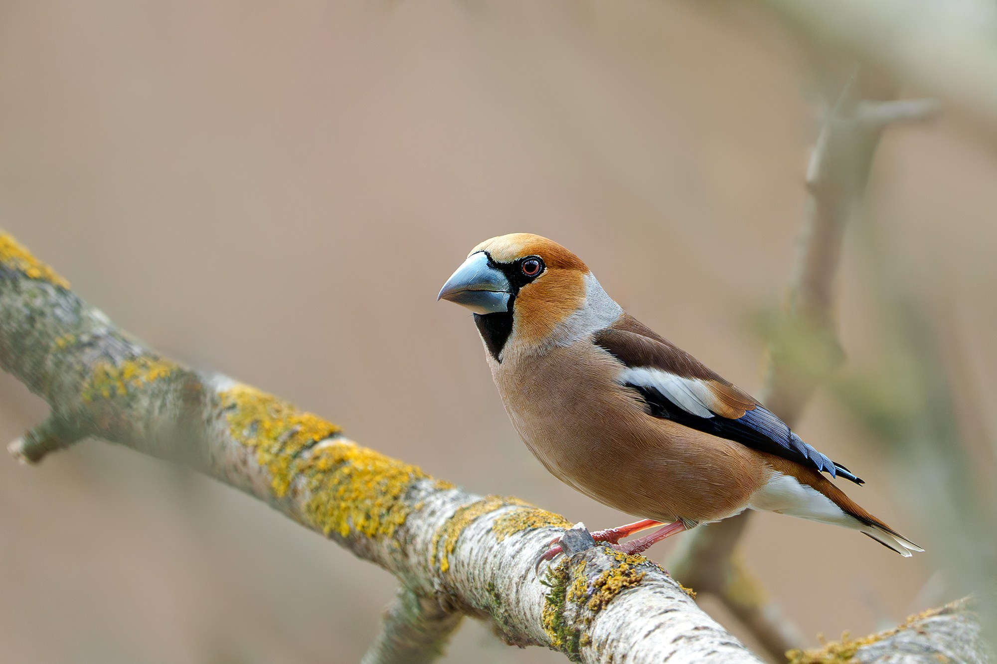 Удивительные мир птиц. Вокруг нас столько прекрасного — присмотритесь!. Ваш личный фотограф Марина Волкова