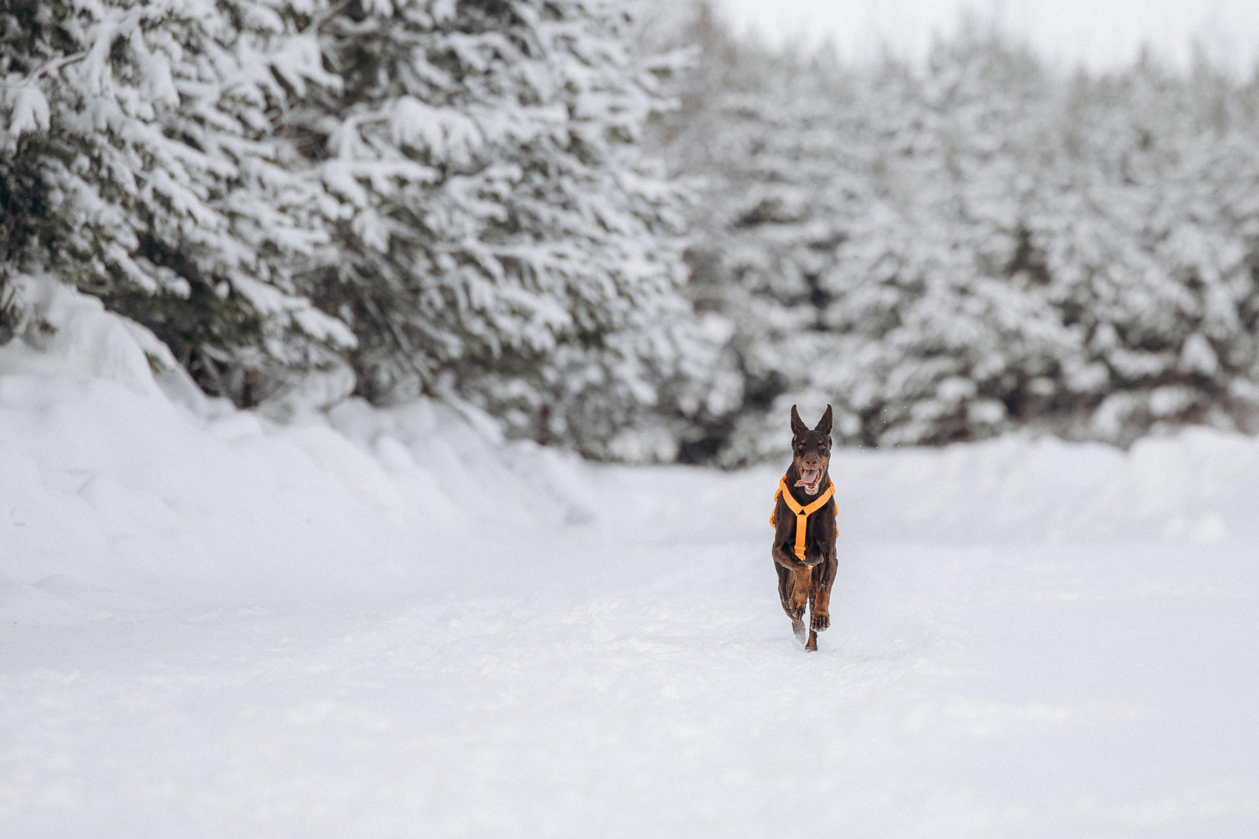Детта. Зима. Фотограф анималист в Казани Алина Сулейманова. Фотограф животных