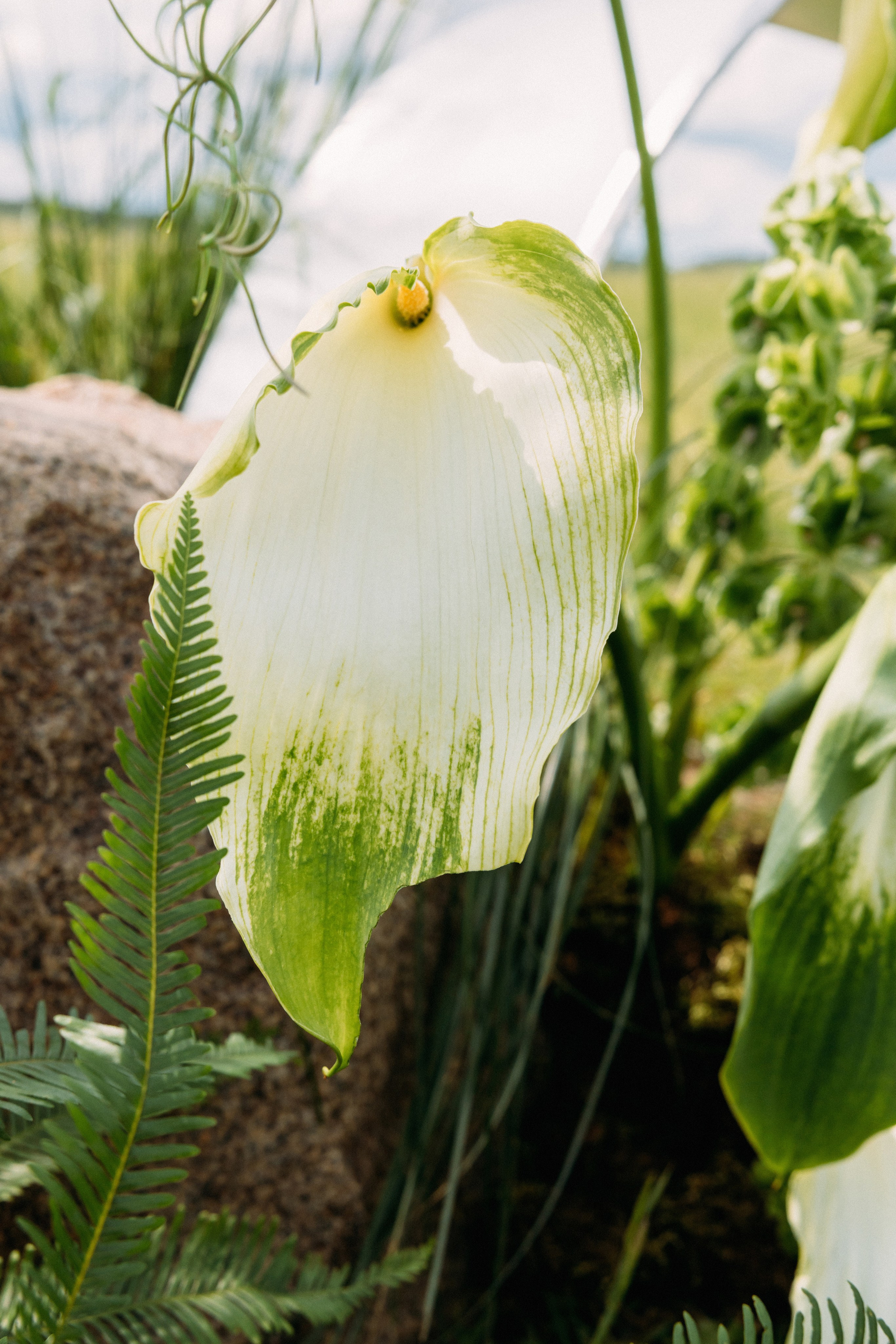 @avtors.agency. Свадебный и репортажный фотограф в Москве Владимир Сергеев | Naysaikolo