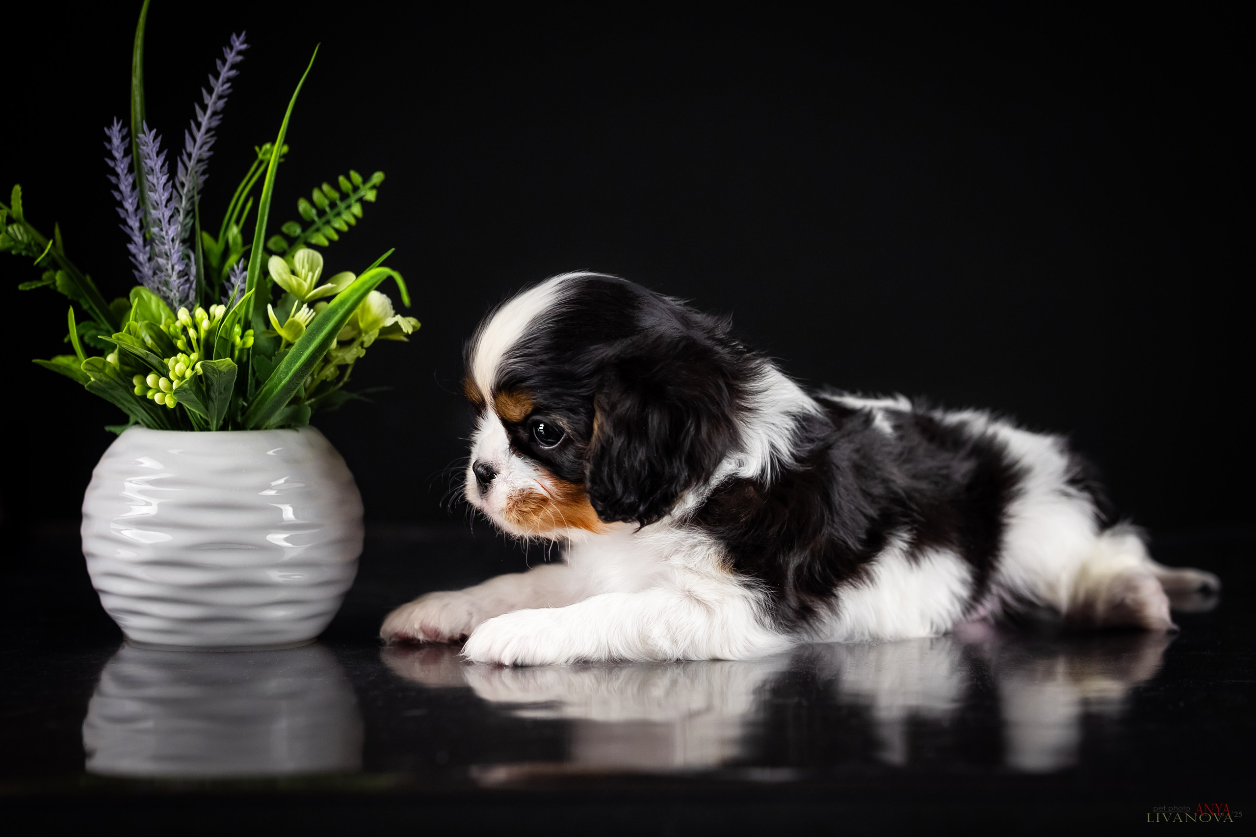 Кавалерчики. Фотограф анималист Аня Ливанова | Рыбинск
