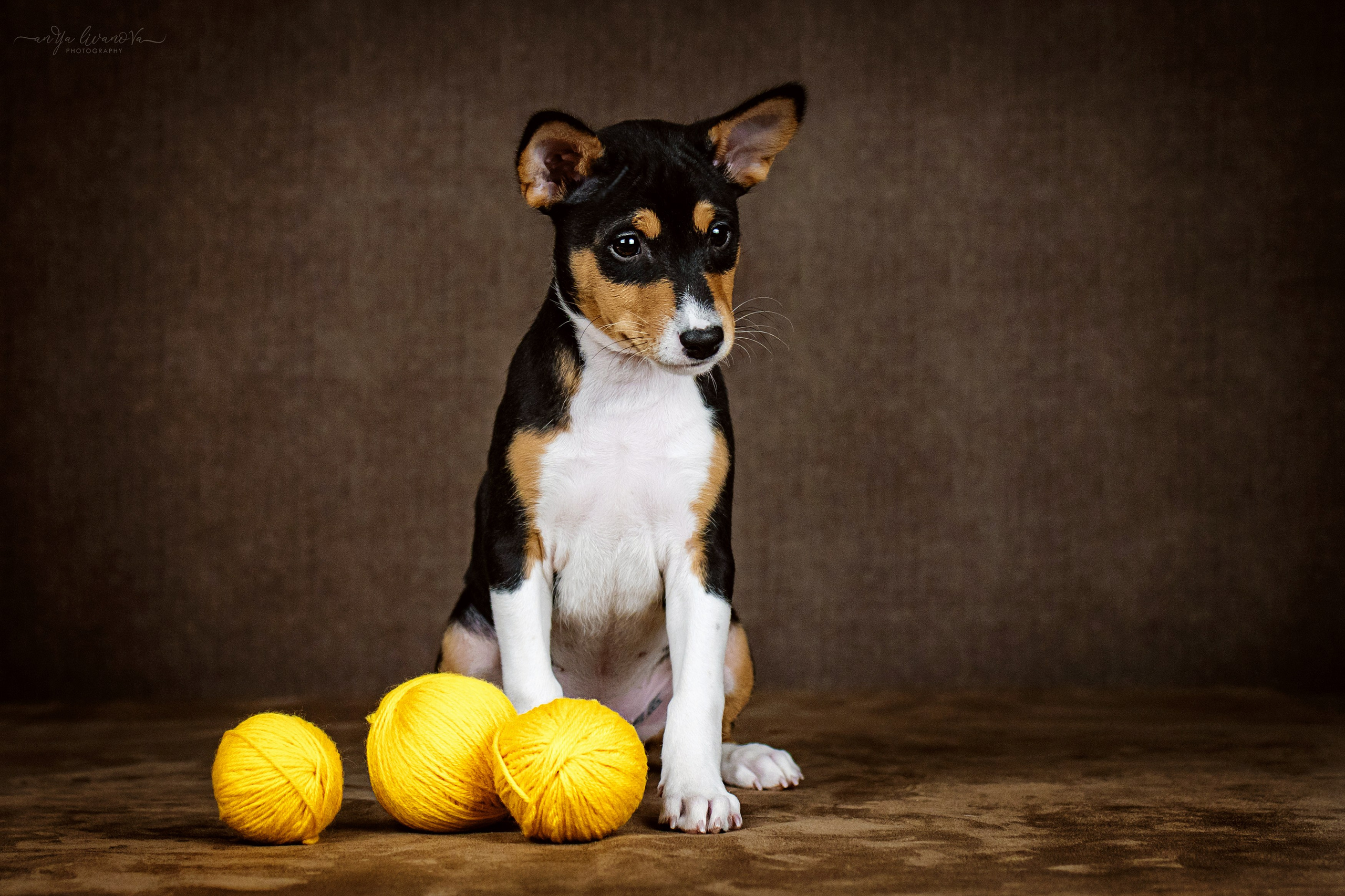 Басенджи. Фотограф анималист Аня Ливанова | Рыбинск