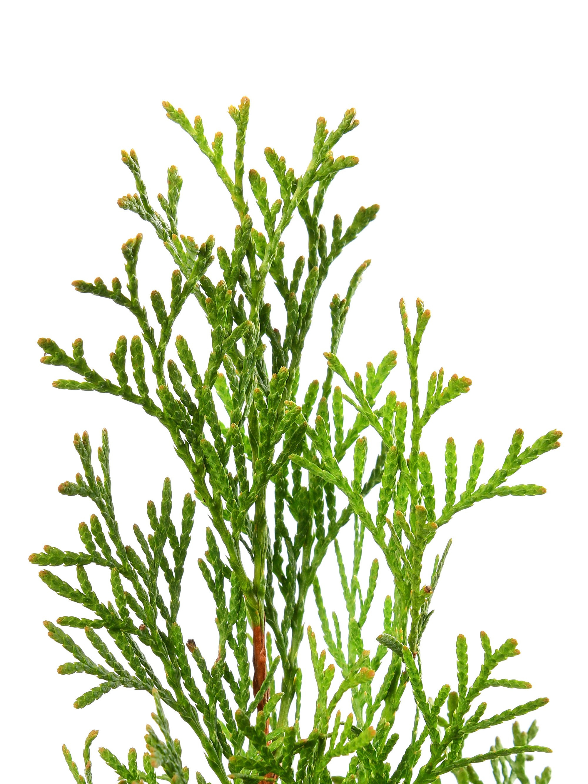 ветка туи крупным планом на белом фоне