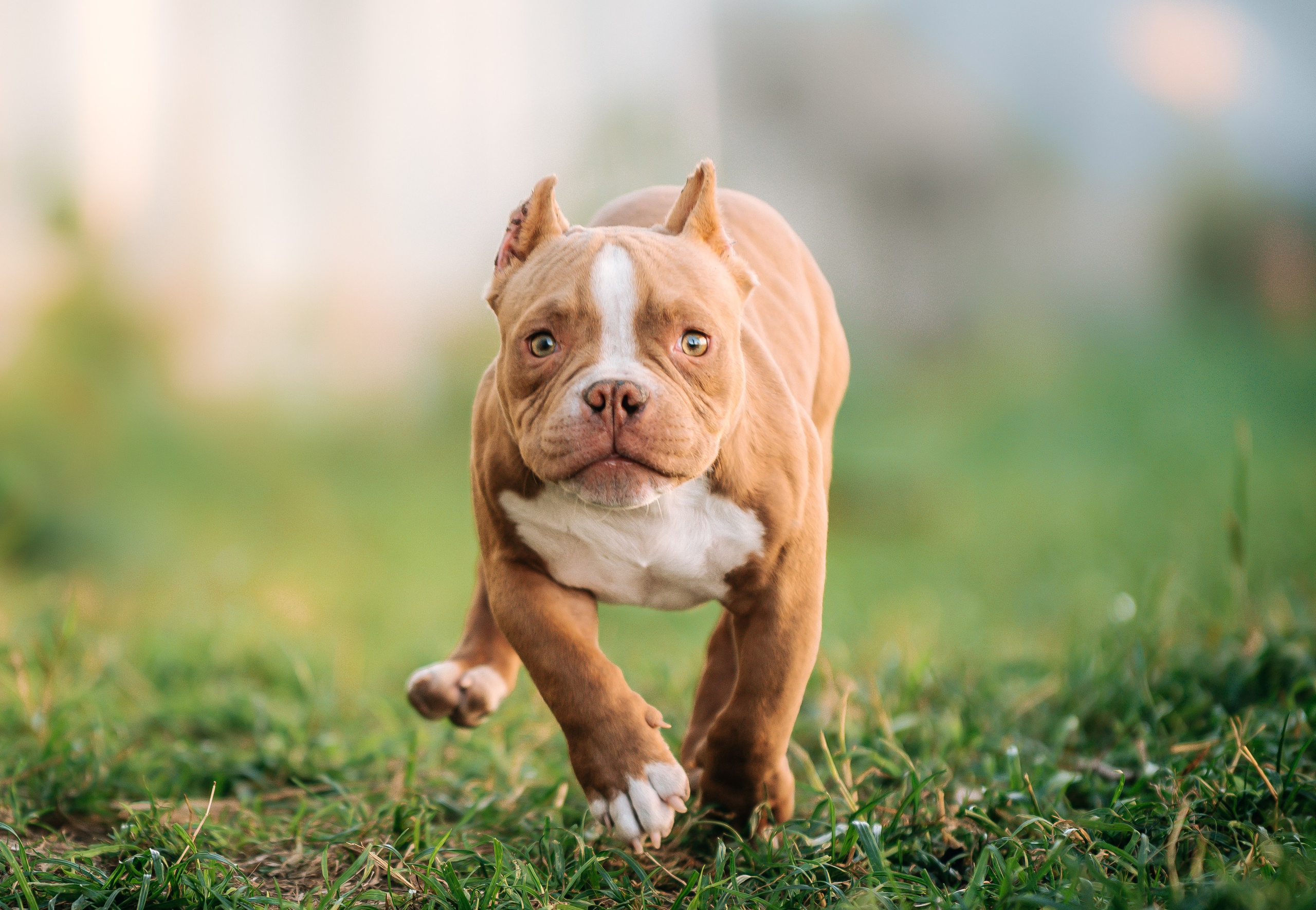 Американский булли щенки. Главная