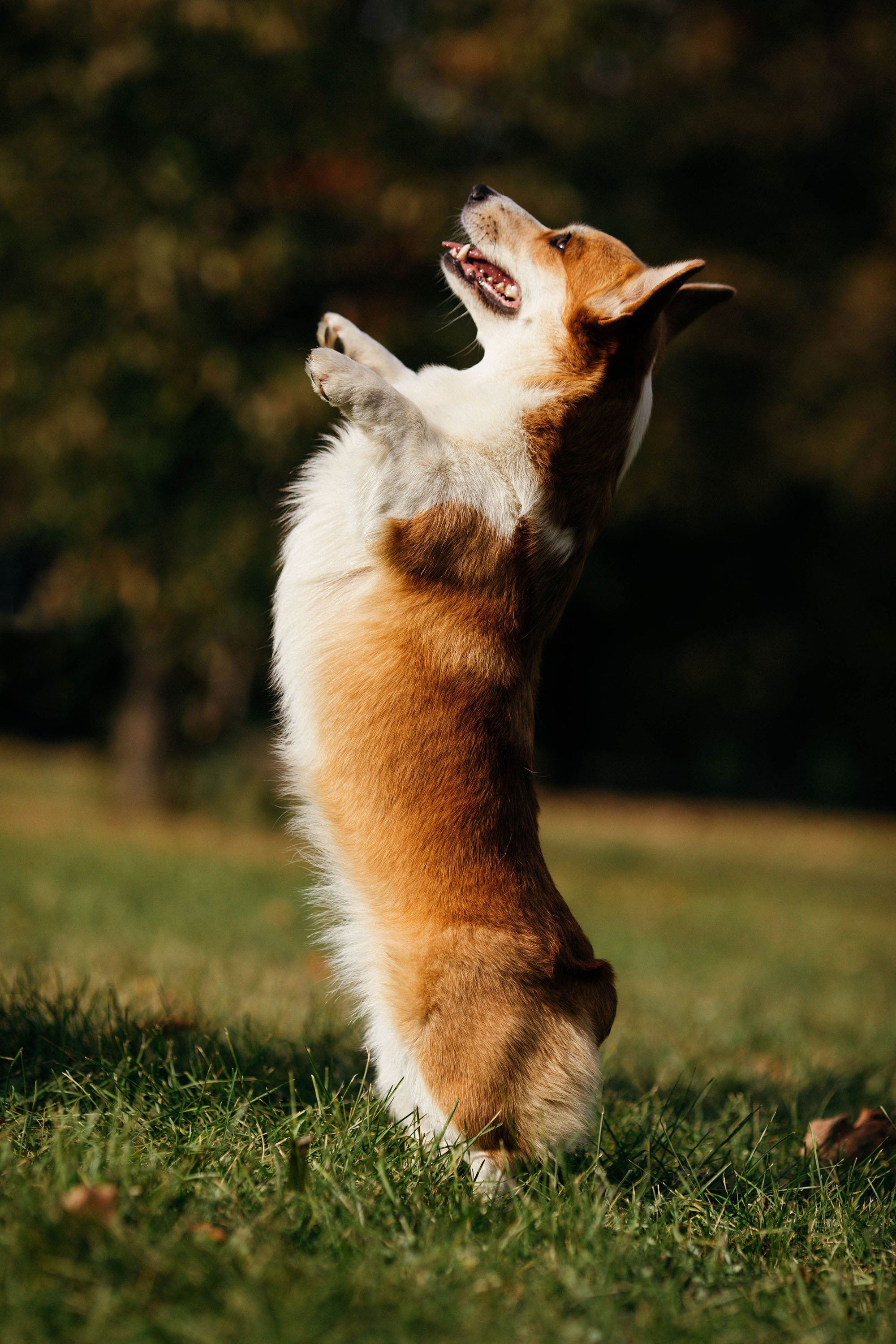 Съемка животных. Конный фотограф в Челябинске Стромова Ольга
