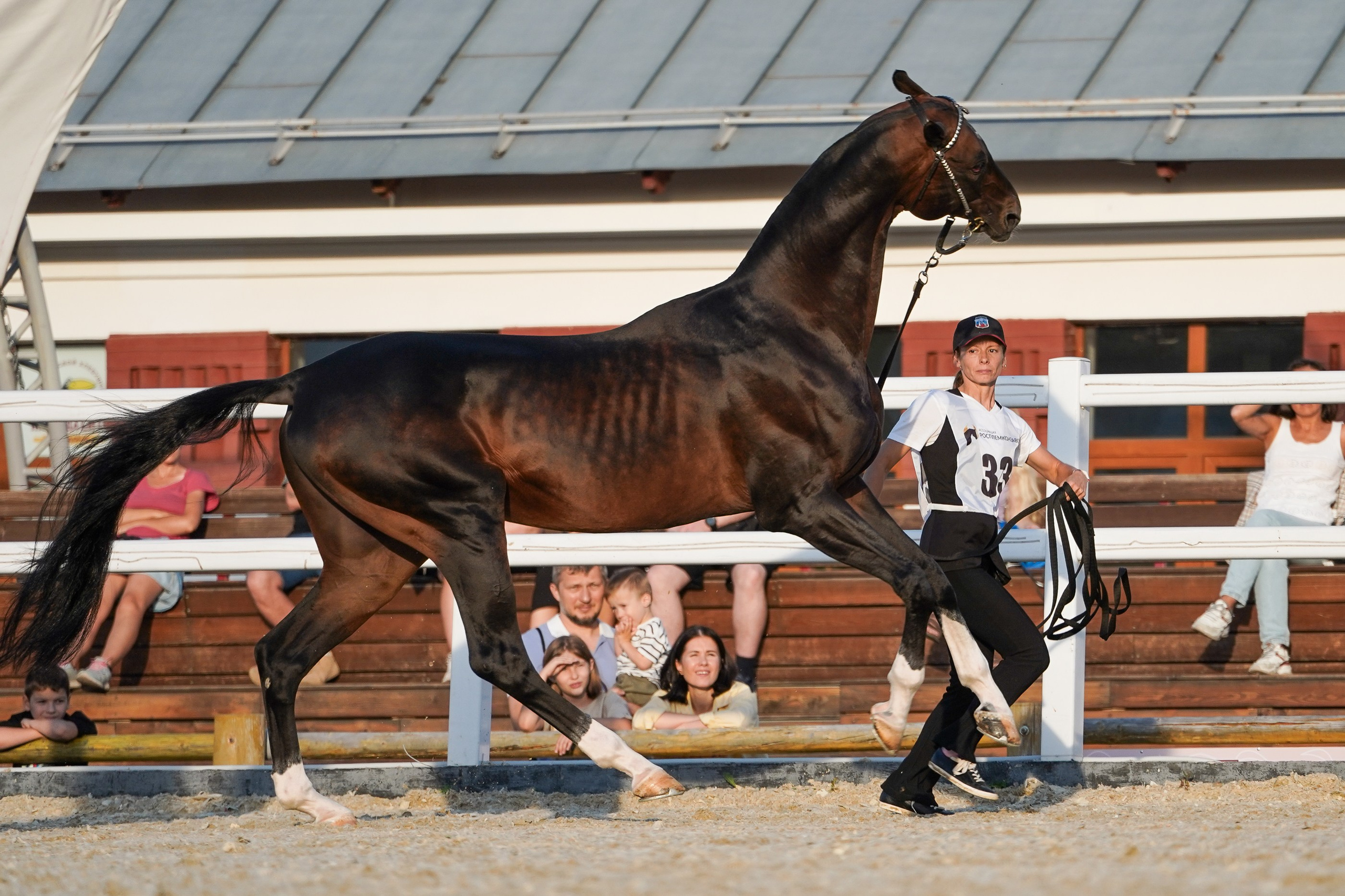 Чемпионат лошадей чистокровной ахалтекинской породы «КУБОК РОССИИ — 2024». Фотограф-анималист, портретный фотограф в Чебоксарах Мария Садыкова