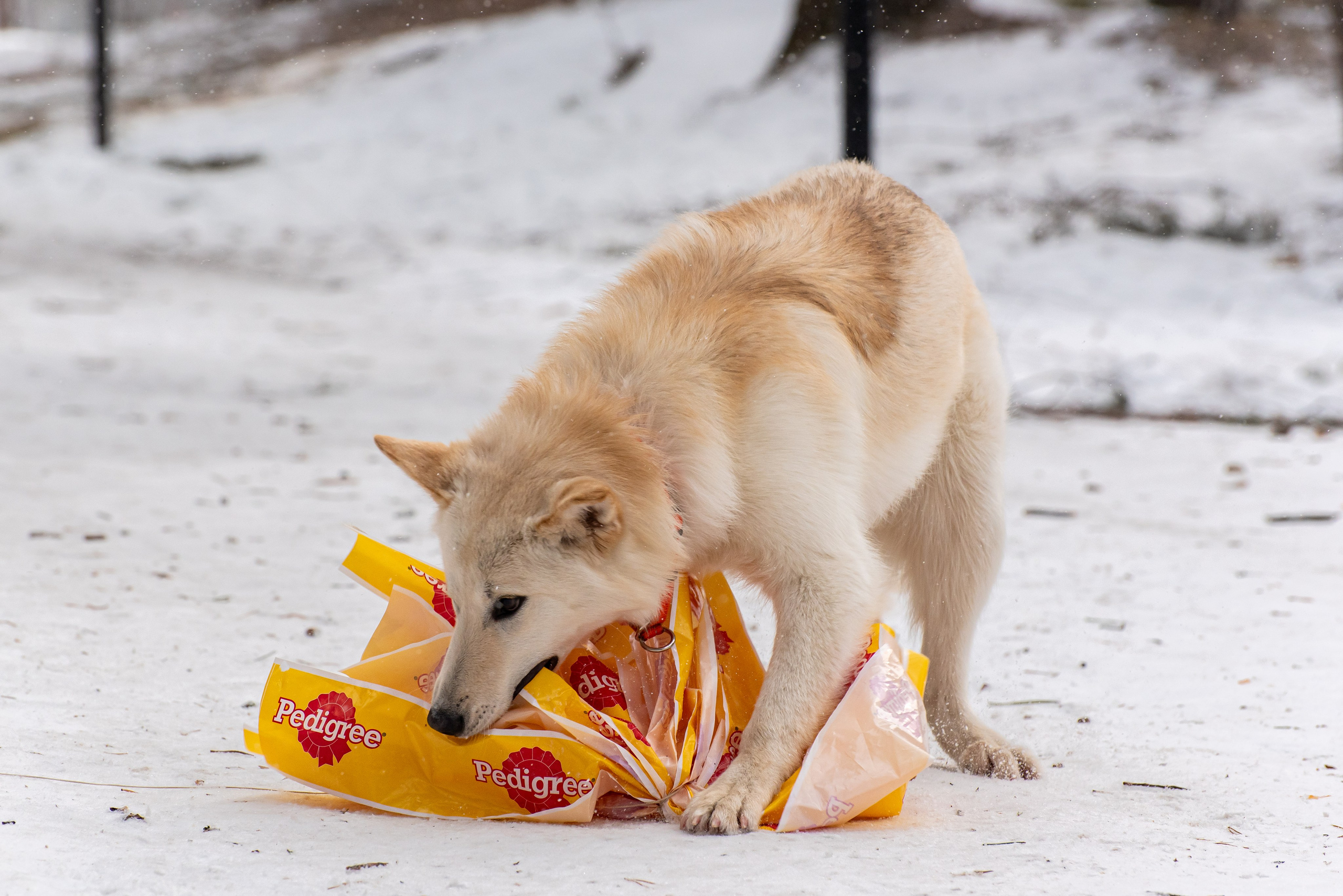 Фотосъёмка с собаками в Кинологическом лагере. Фотограф Макс Огурцов в Нижнем Новгороде