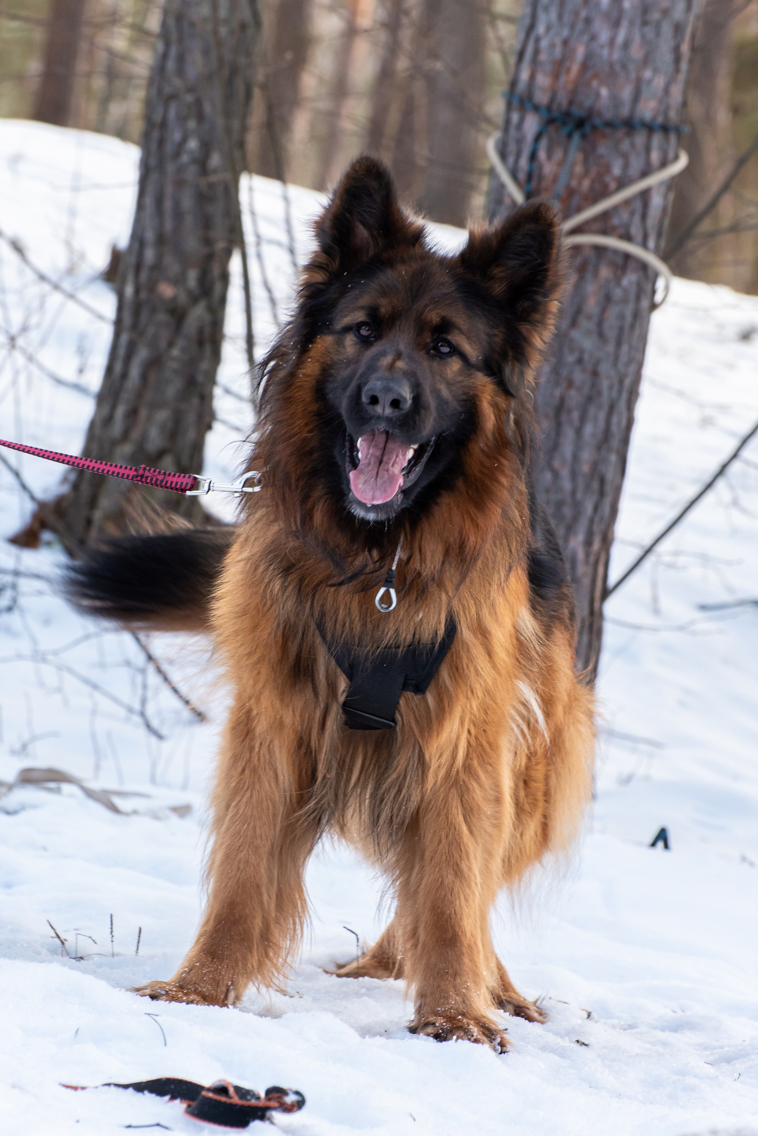 Фотосъёмка с собаками в Кинологическом лагере. Фотограф Макс Огурцов в Нижнем Новгороде
