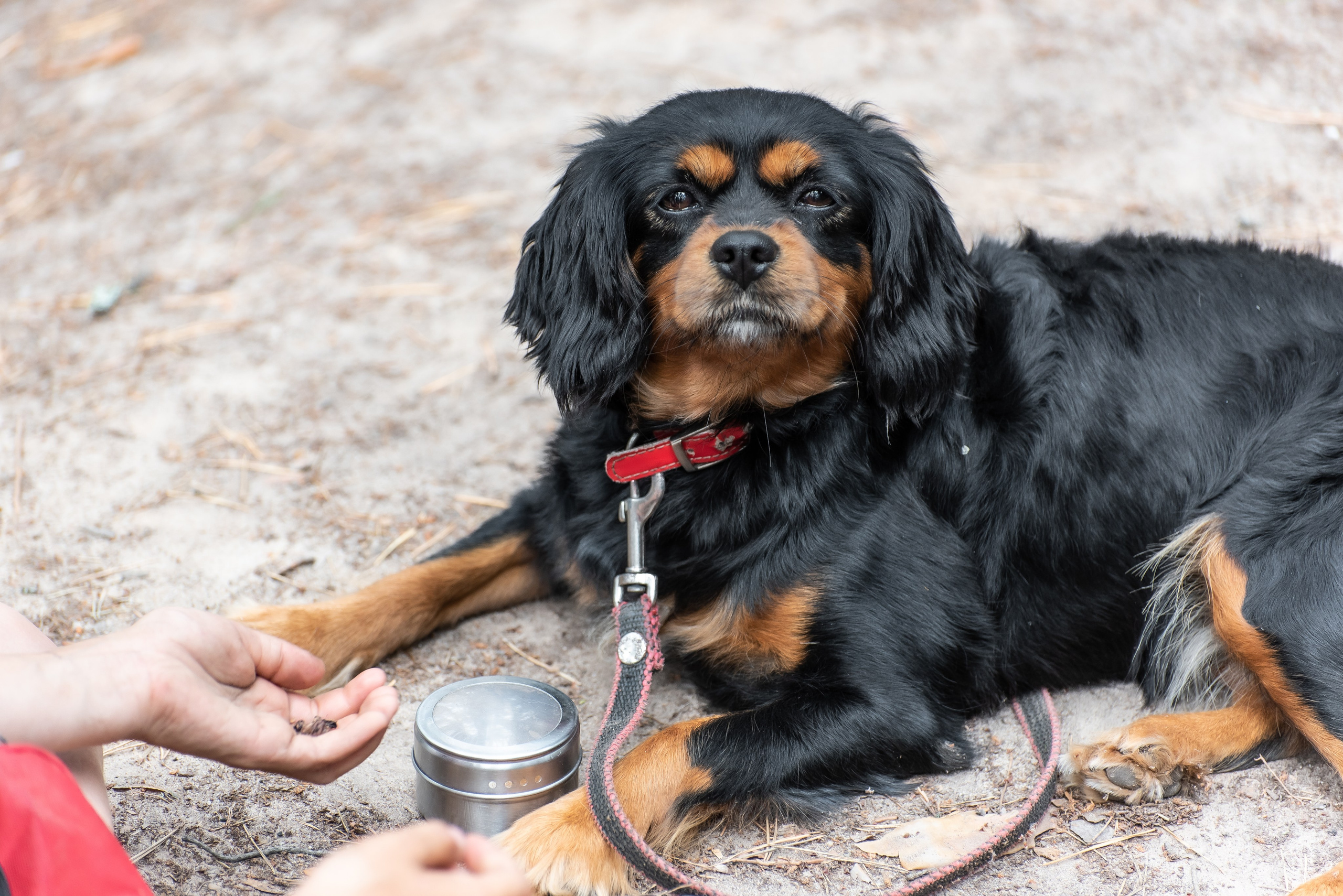 Хвостатые каникулы Детский кинологический лагерь. Фотограф Макс Огурцов в Нижнем Новгороде