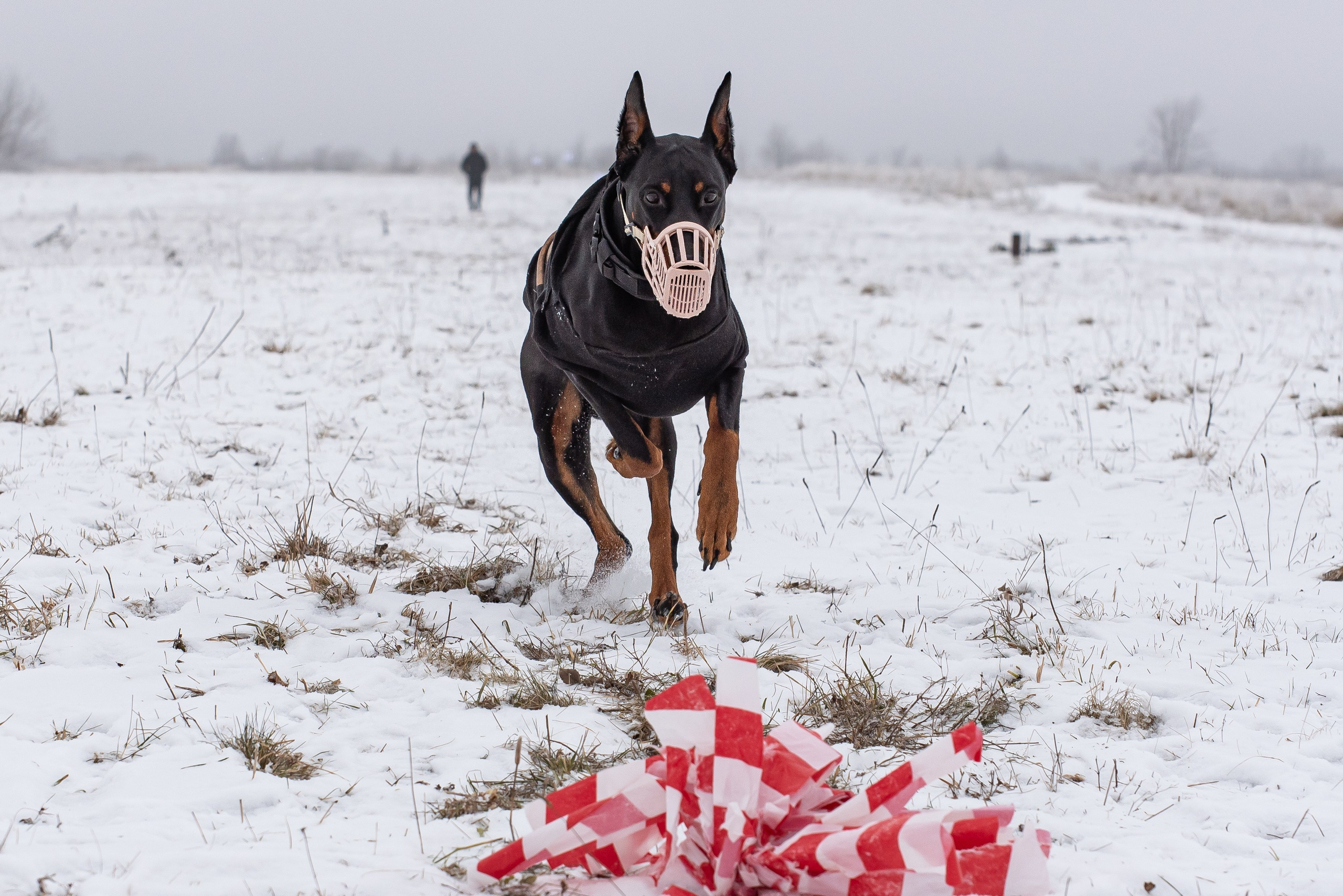Бега за механической приманкой (Курсинг). Фотограф Макс Огурцов в Нижнем Новгороде
