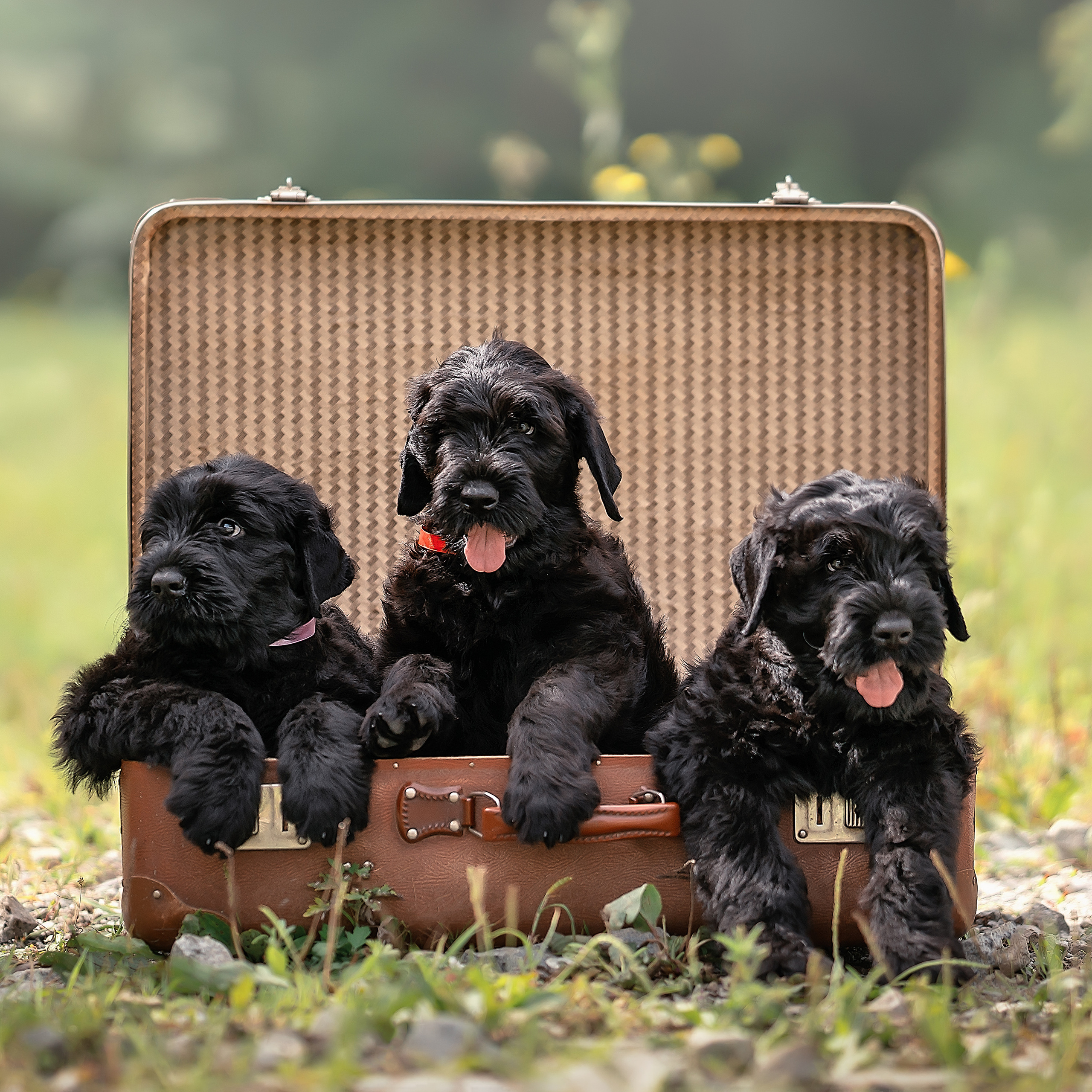 Фотографии животных. Фотограф Кочнова Диана город Владивосток