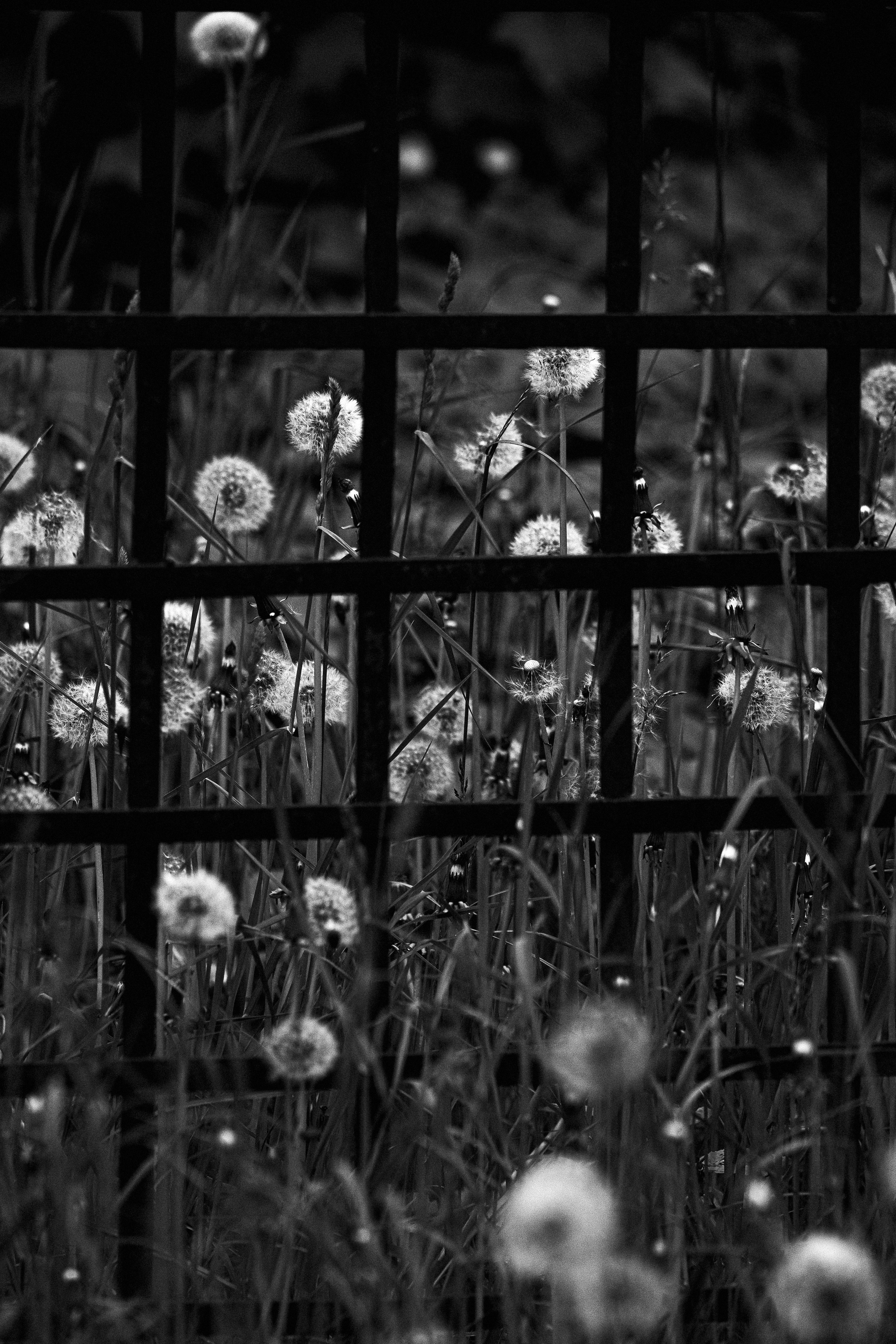 Ч.б. фотографии. Фотографии Лены Соколовой