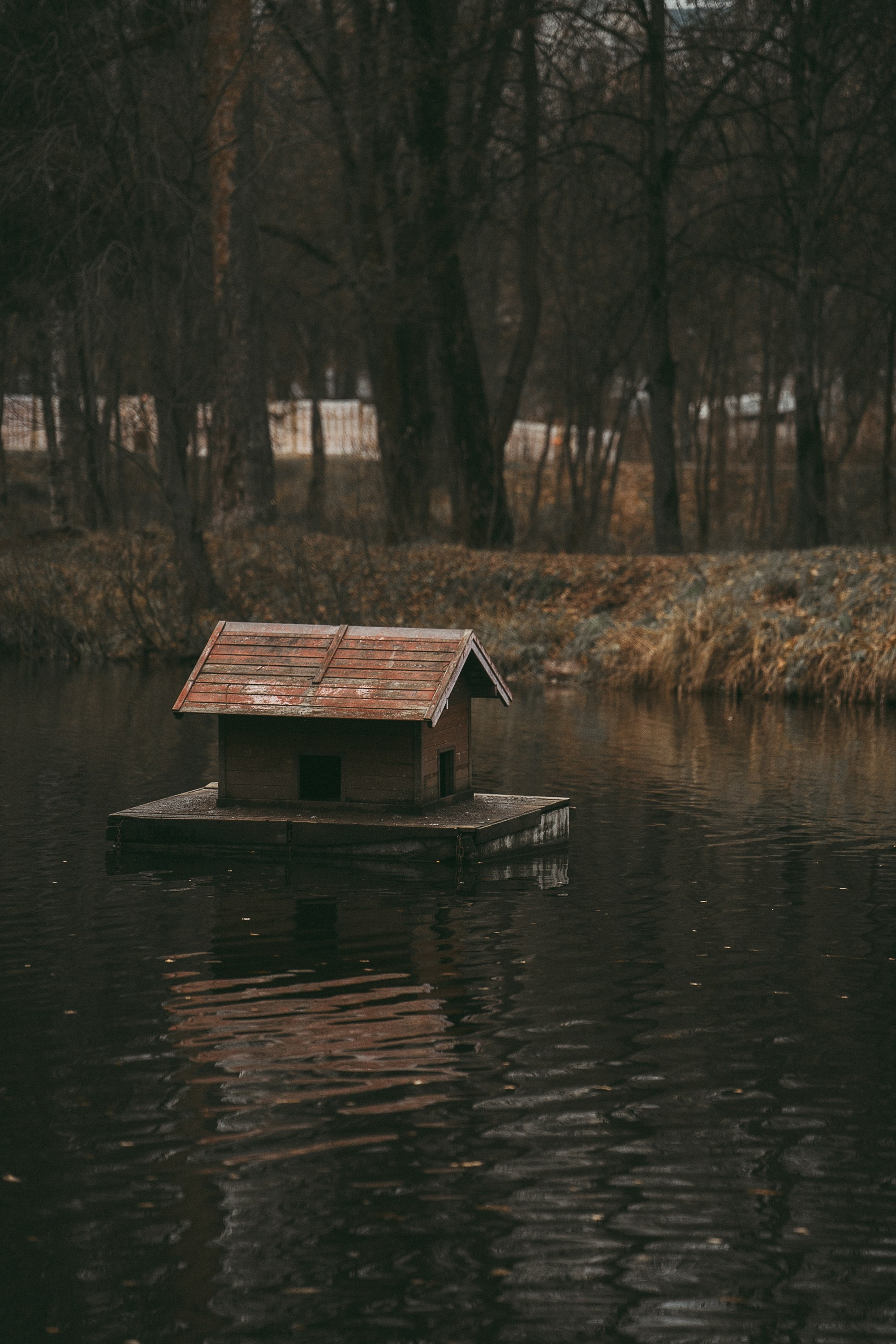 Лена и Мерлин. Фотограф анималист в Москве и Санкт-Петербурге Свиридова Анна