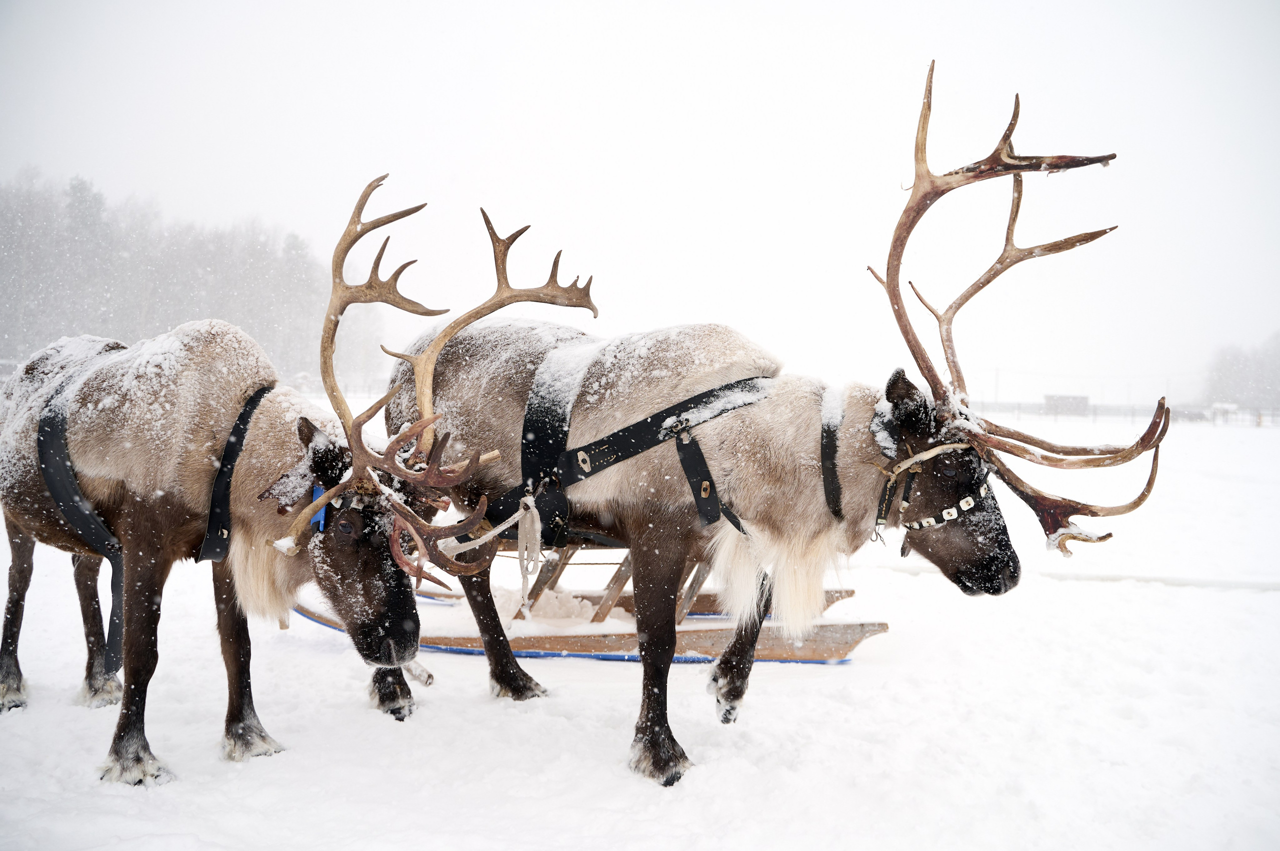 Олени. Фотограф Егорьевск Коломна Воскресенск