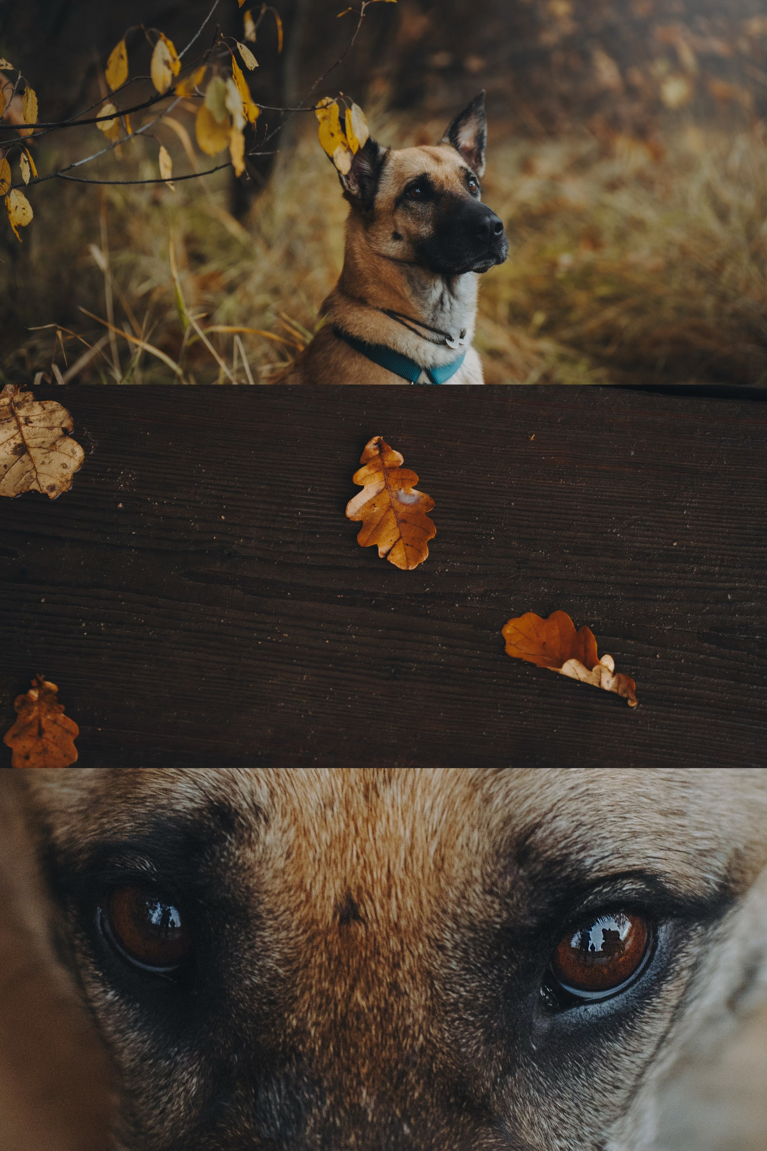 Наталия, Иван и Урса. Фотограф анималист в Москве и Санкт-Петербурге Свиридова Анна