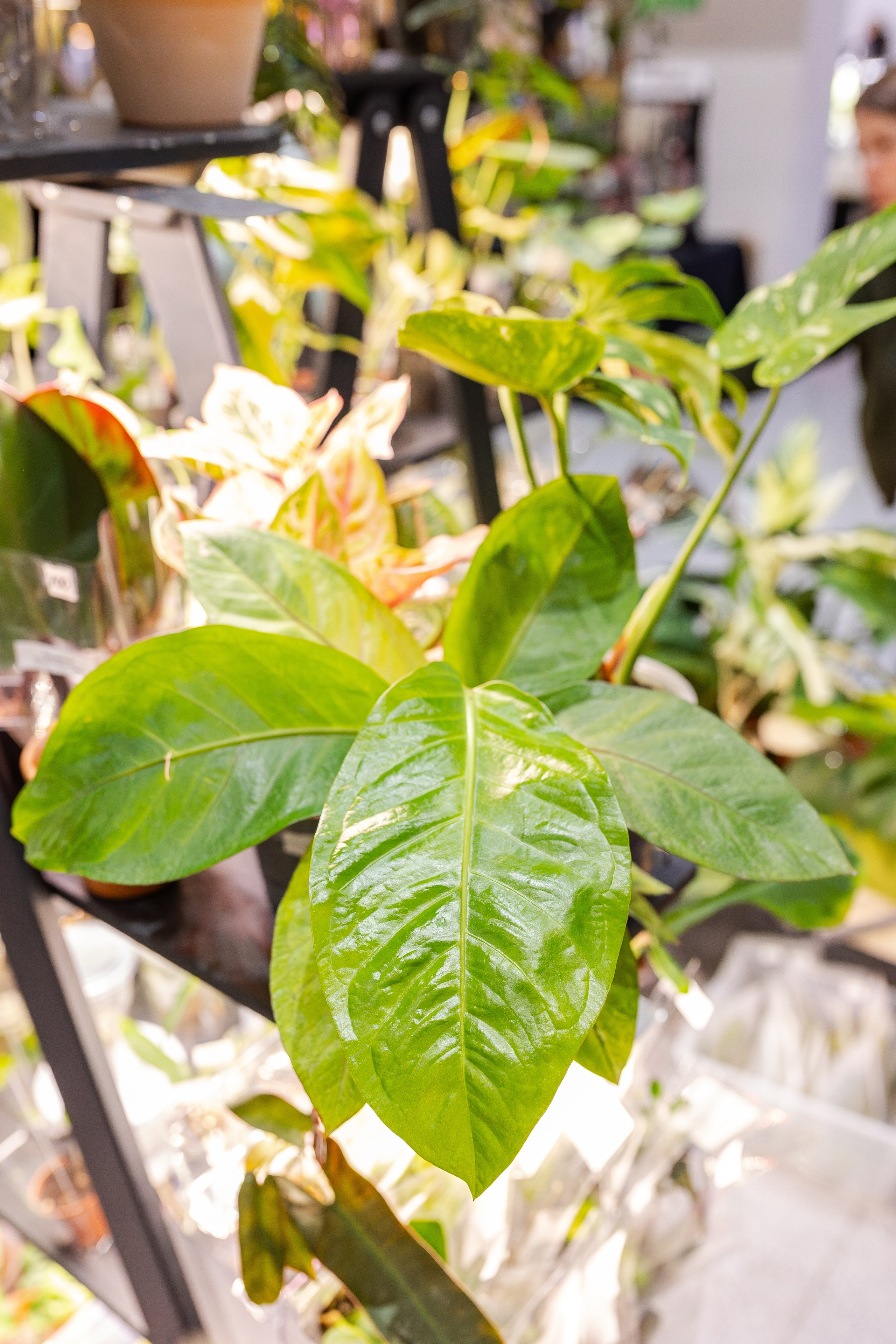 Монстериум апрель 2026. Александра Куликова фотограф, Москва