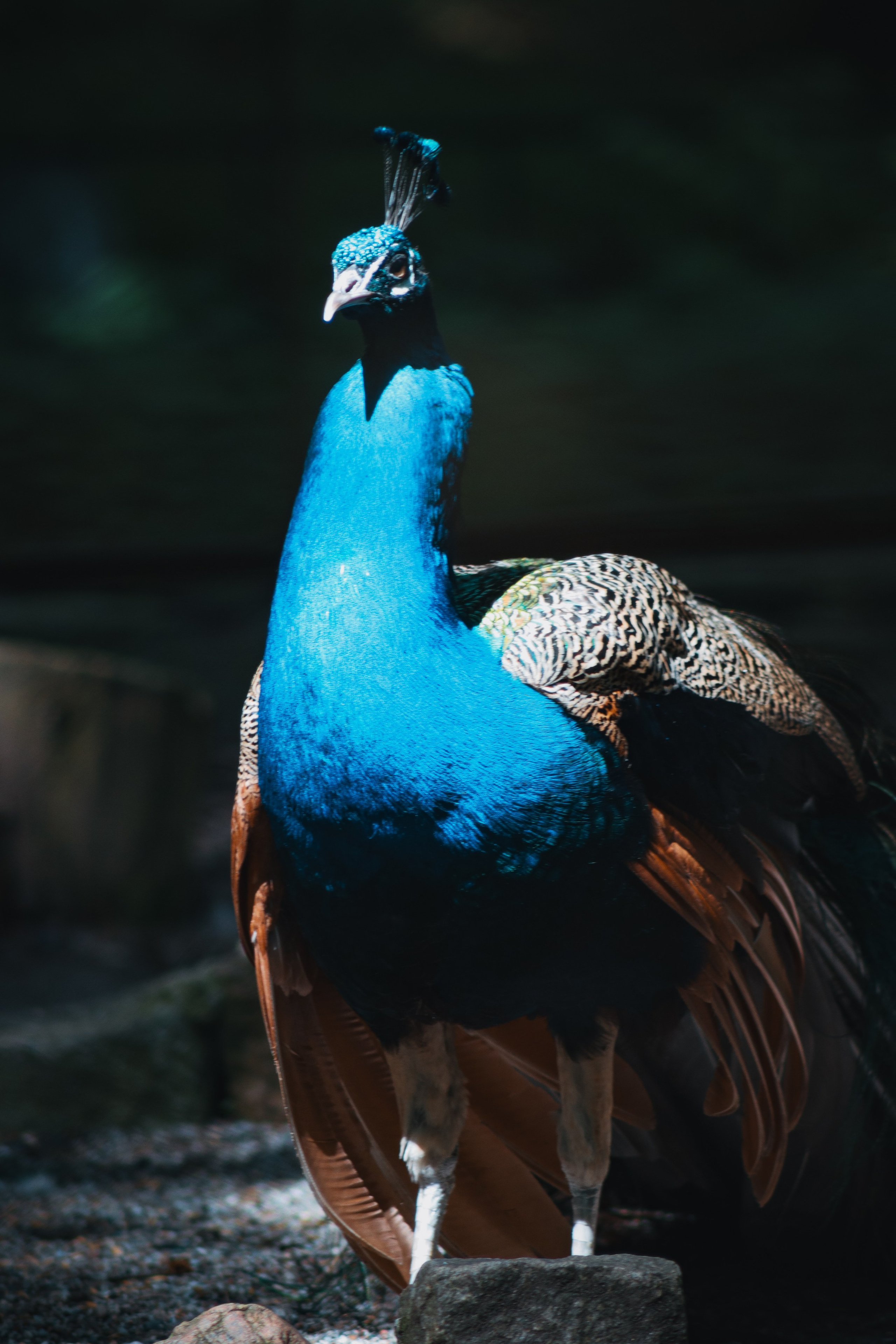 Р А З Н А Я — Ж И В Н О С Т Ь. — Digital Noise —