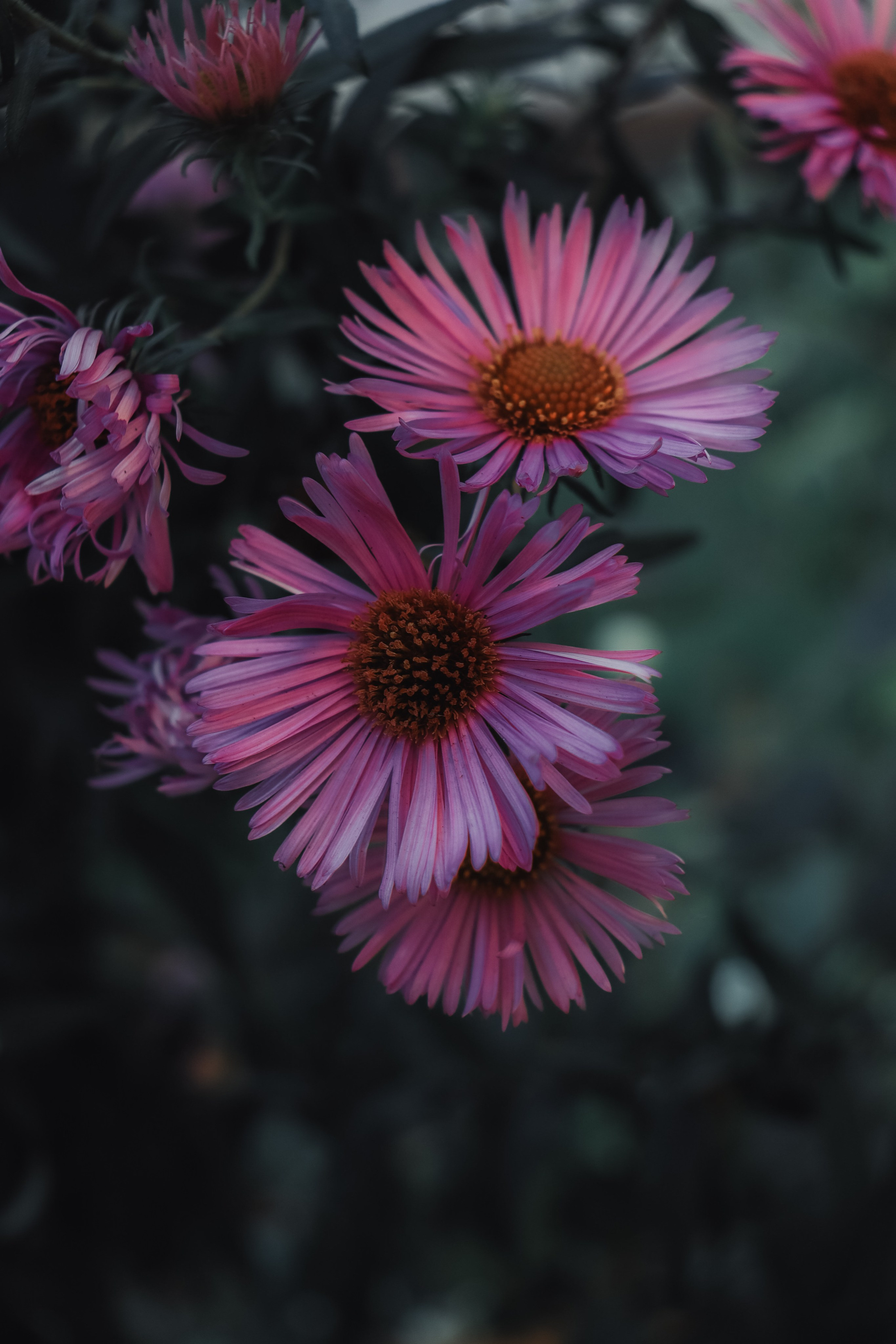 Р А С Т Е Н И Я. — Digital Noise —