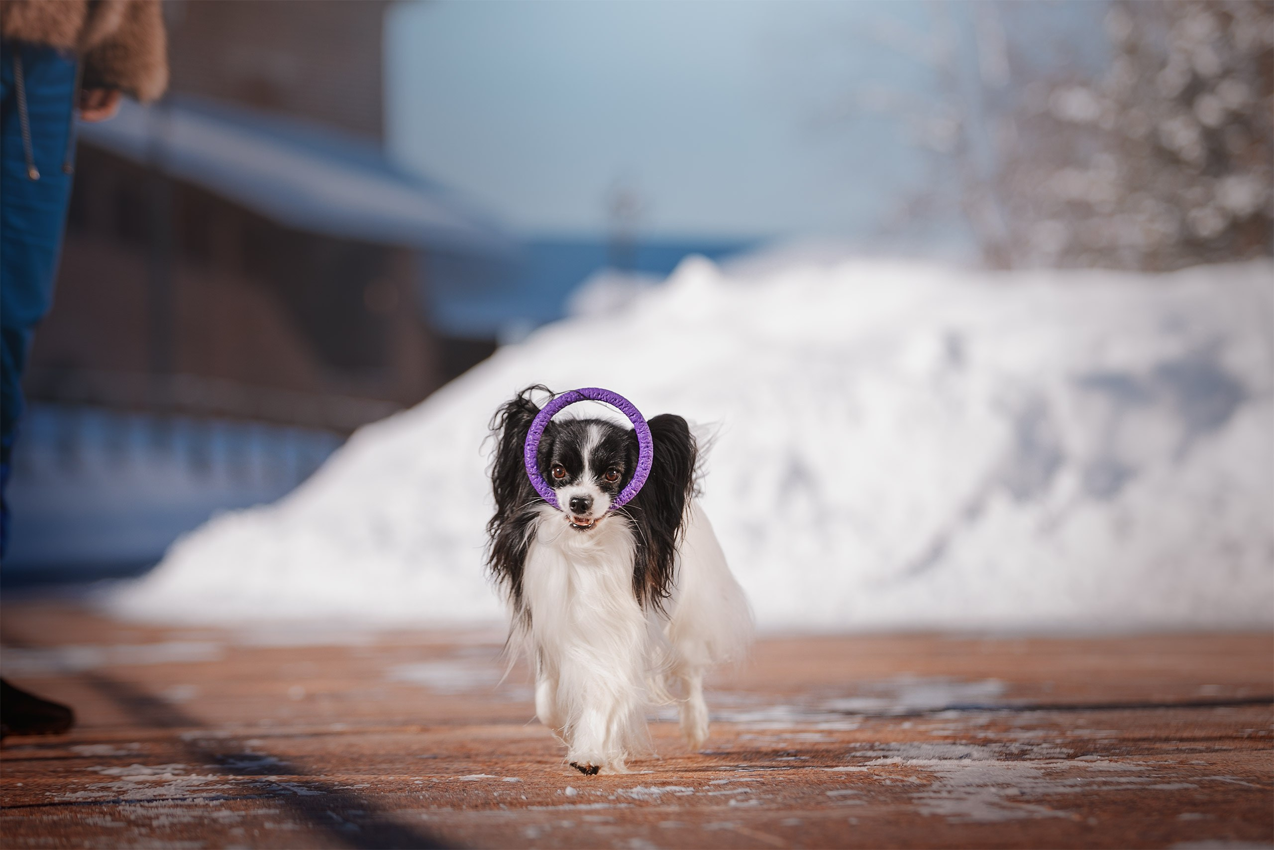 Папийон Тони. Фотограф анималист Кузнецова Анна Нижний Новгород