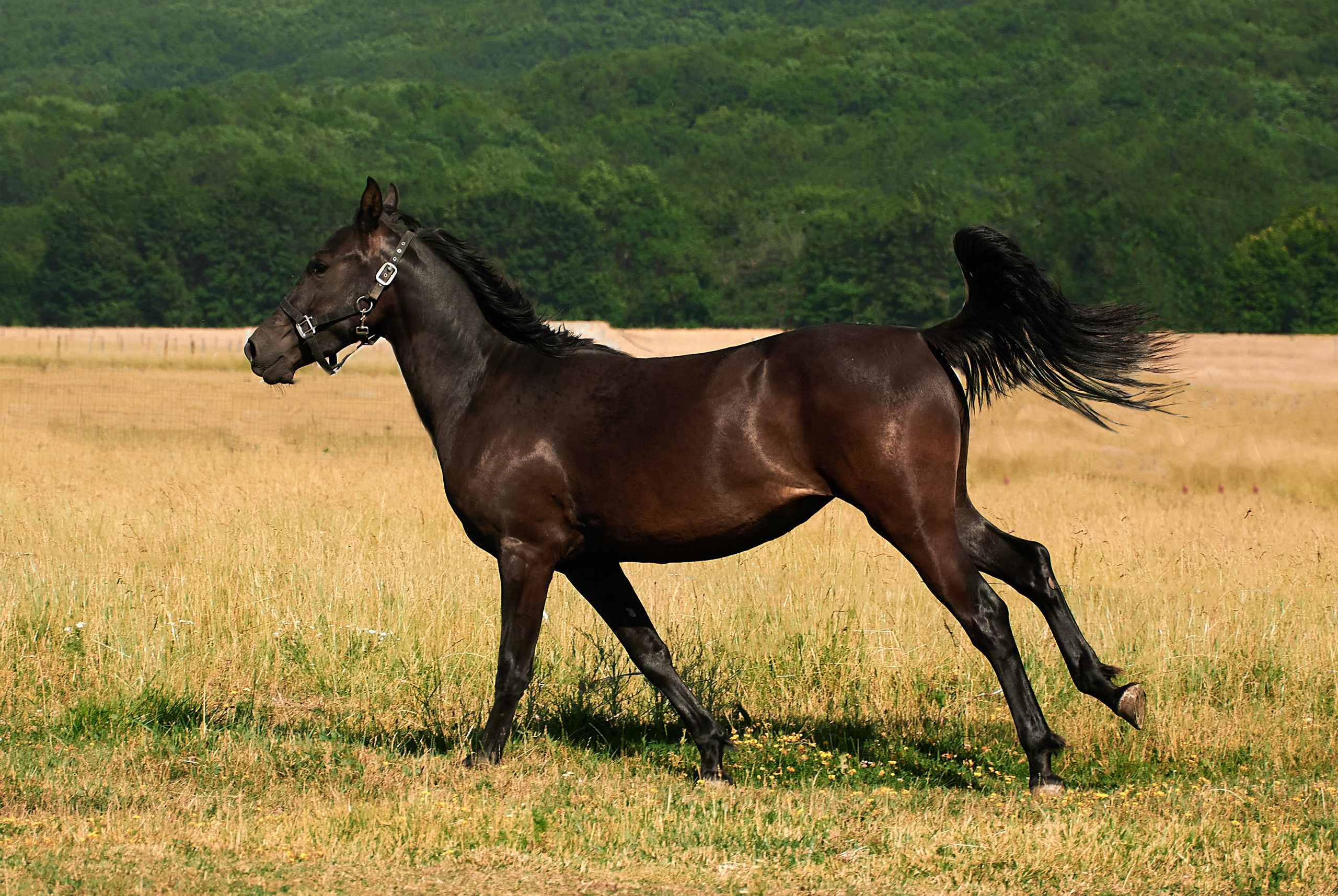 Изя. Фотограф в Севастополе