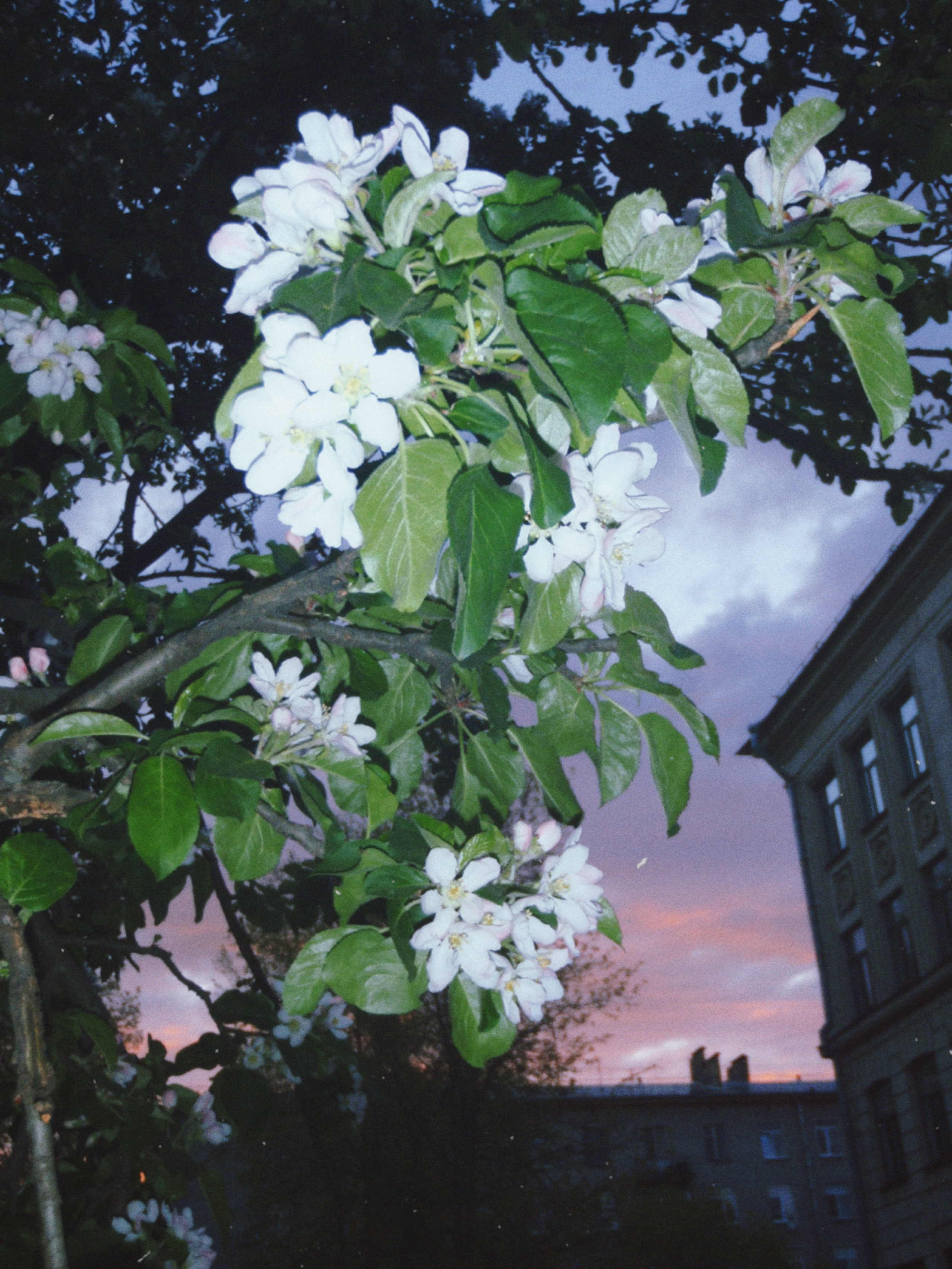 Olimpus mju 1030sw. Анна Мильч