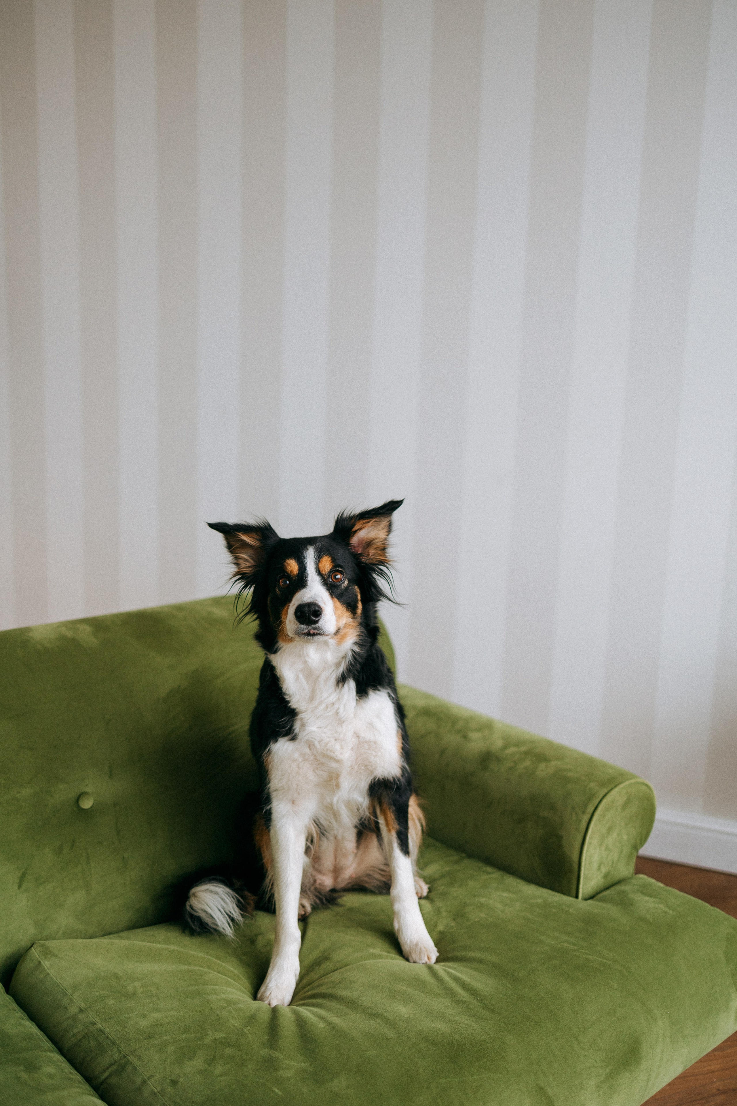 Цунами, Теон и Женя. Фотограф анималист Анастасия Пикей