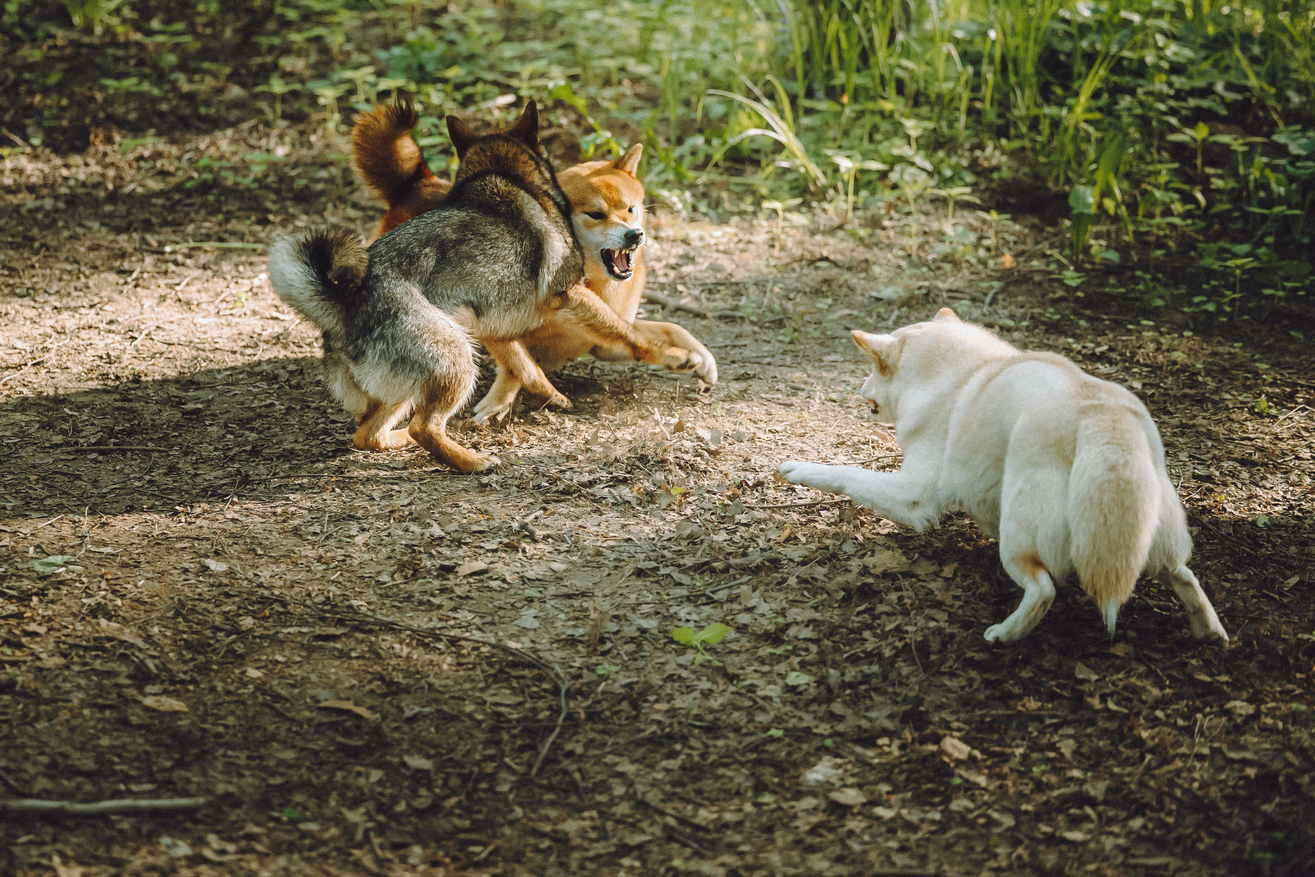 Шед, Цири, Чиби, Цера и их семья