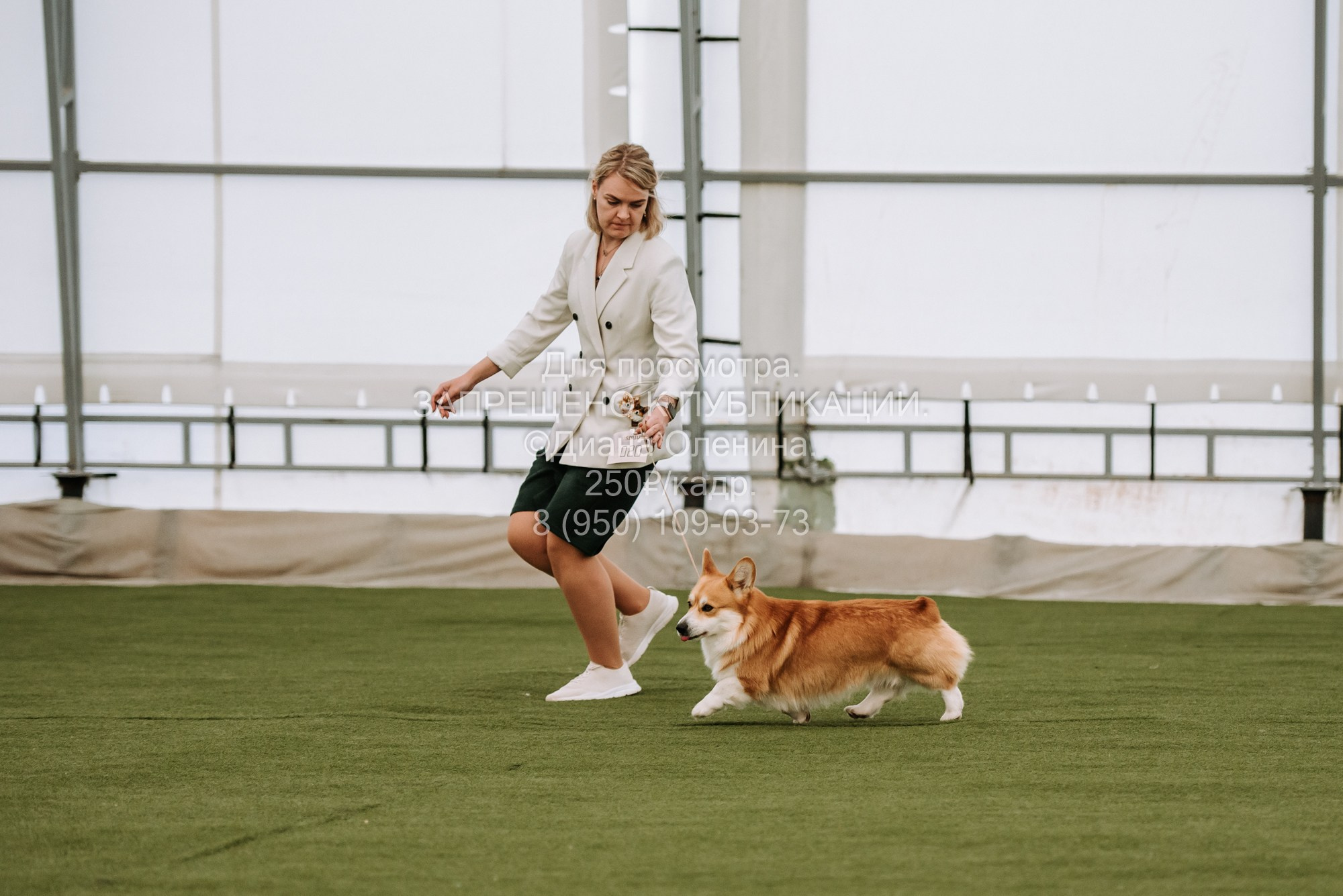 Выставка собак Красноярск 2.06. Фотограф Диана Оленина Красноярск / Братск