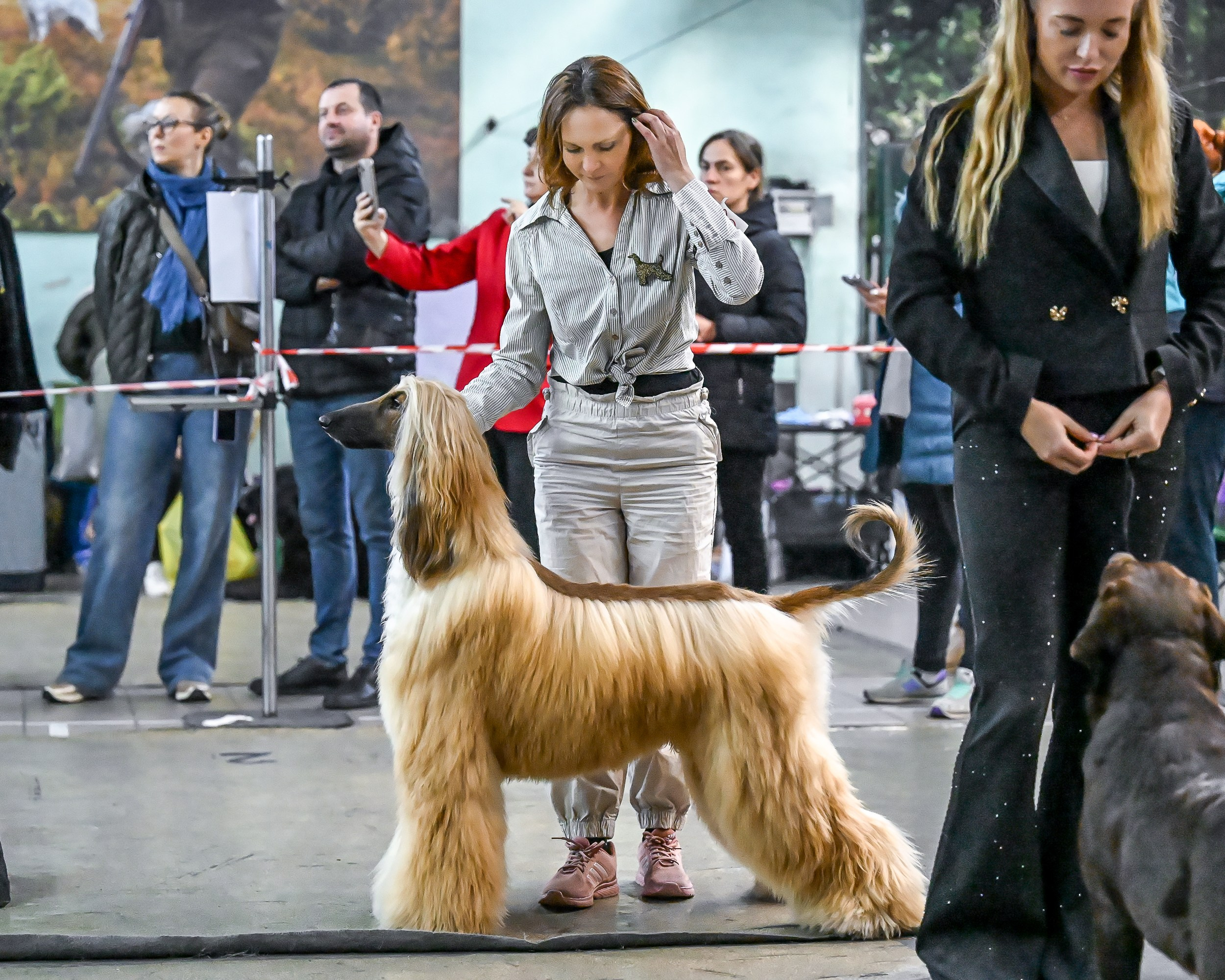07.11.2025 Клуб Хобби. Галерея фотографий афганской борзой