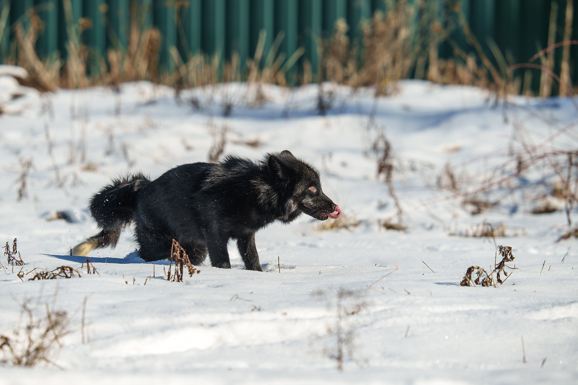 Животные. Ваш личный фотограф Марина Волкова