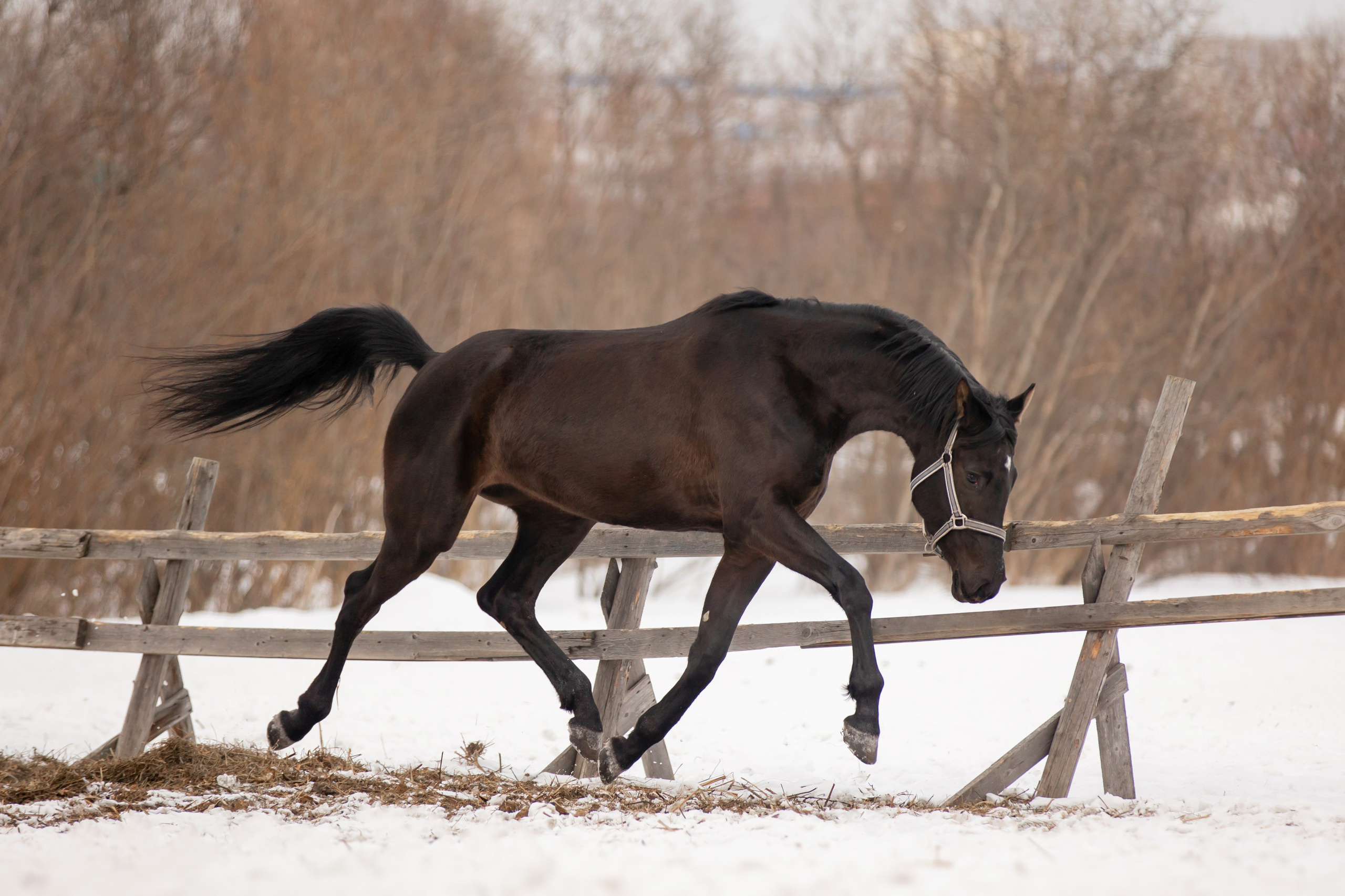 Лошади. Конный фотограф Валынкина Лера