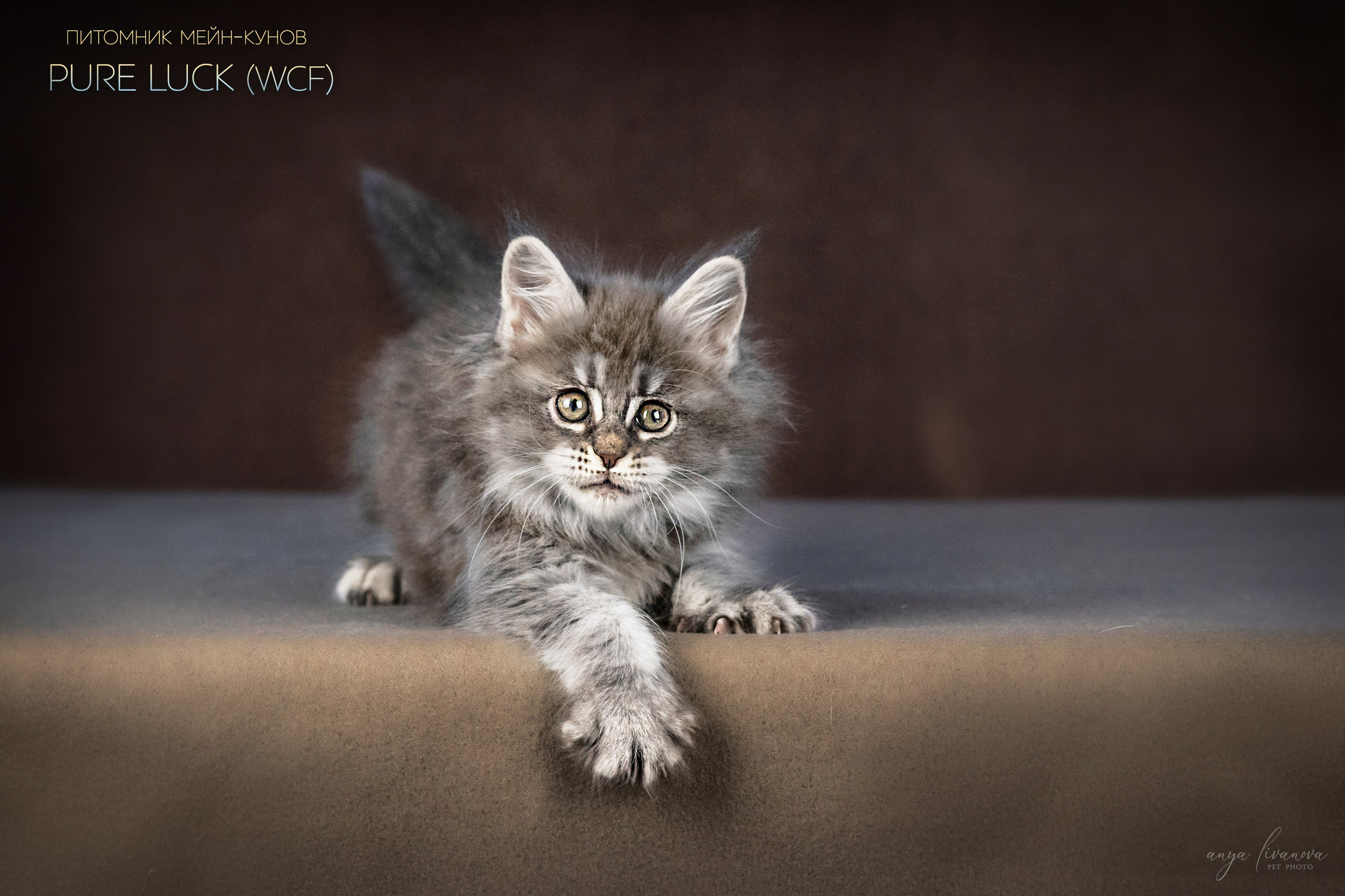 Мейнкуны. Фотограф анималист Аня Ливанова | Рыбинск