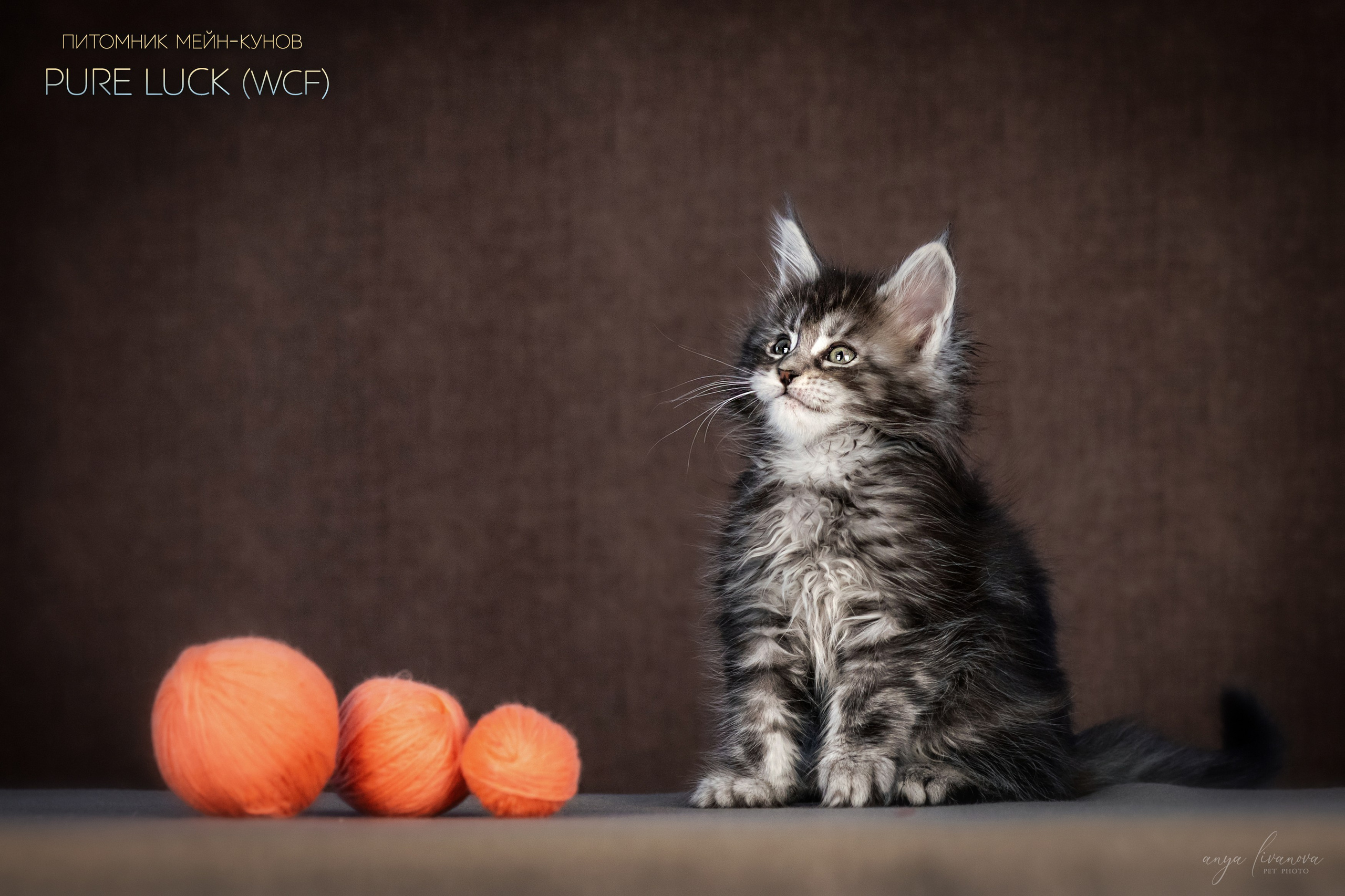 Мейнкуны. Фотограф анималист Аня Ливанова | Рыбинск