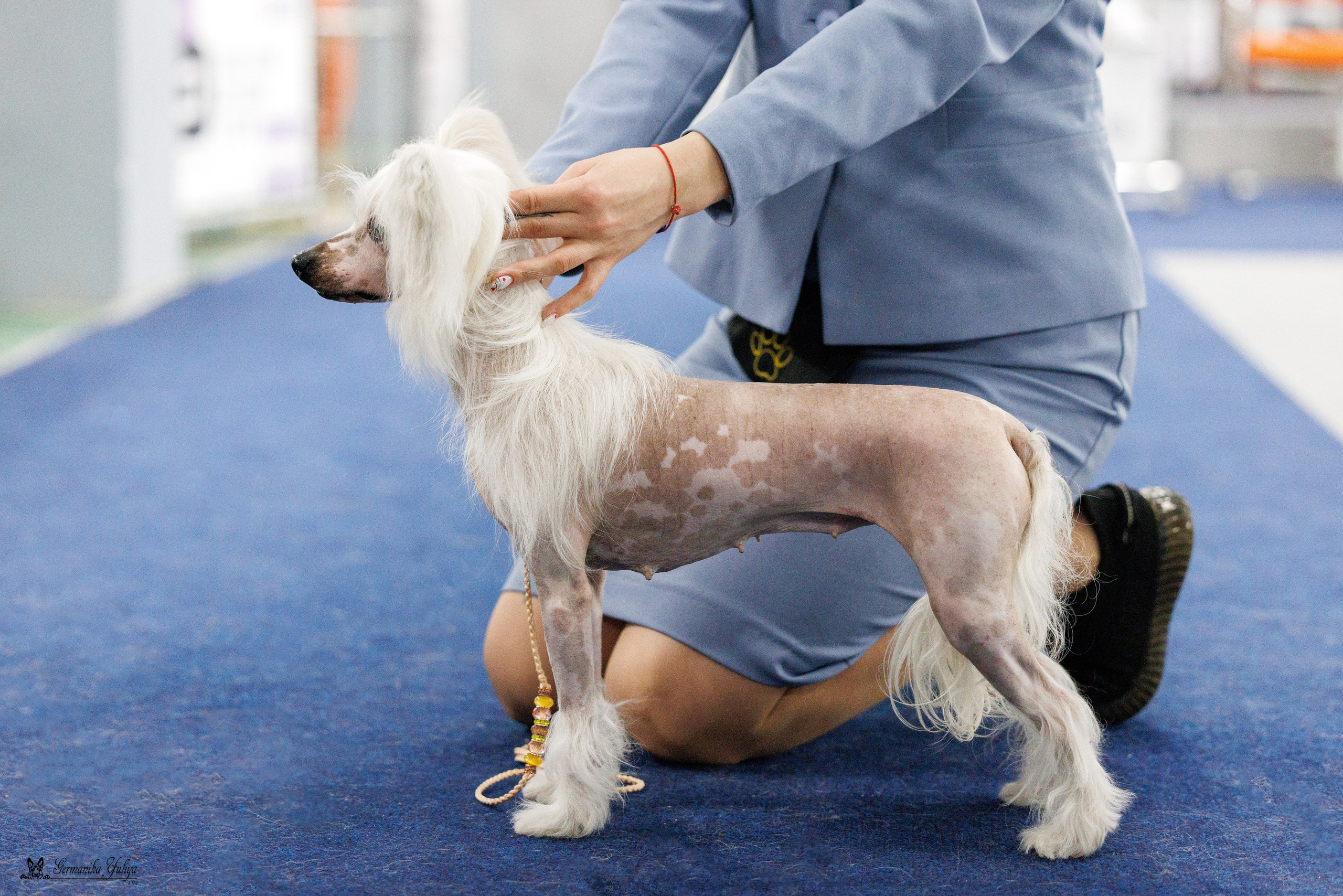 Сфера 28.01. и 4.02.2024. Фотограф-анималист Юлия Германика