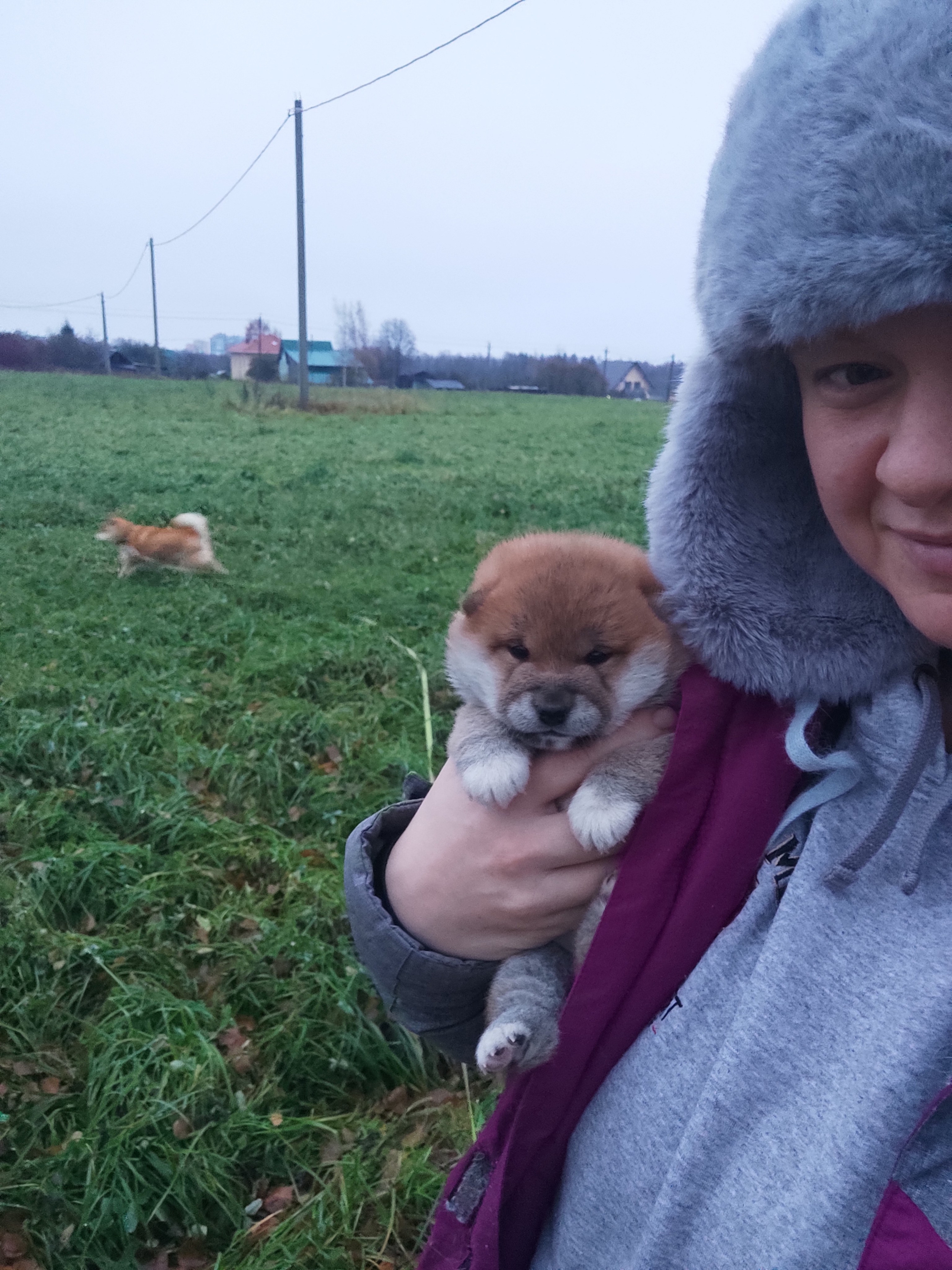 сиба питомник Рубилайт щенки на продажу rubylight  сиба щенки купить СПб Санкт-Петербург 