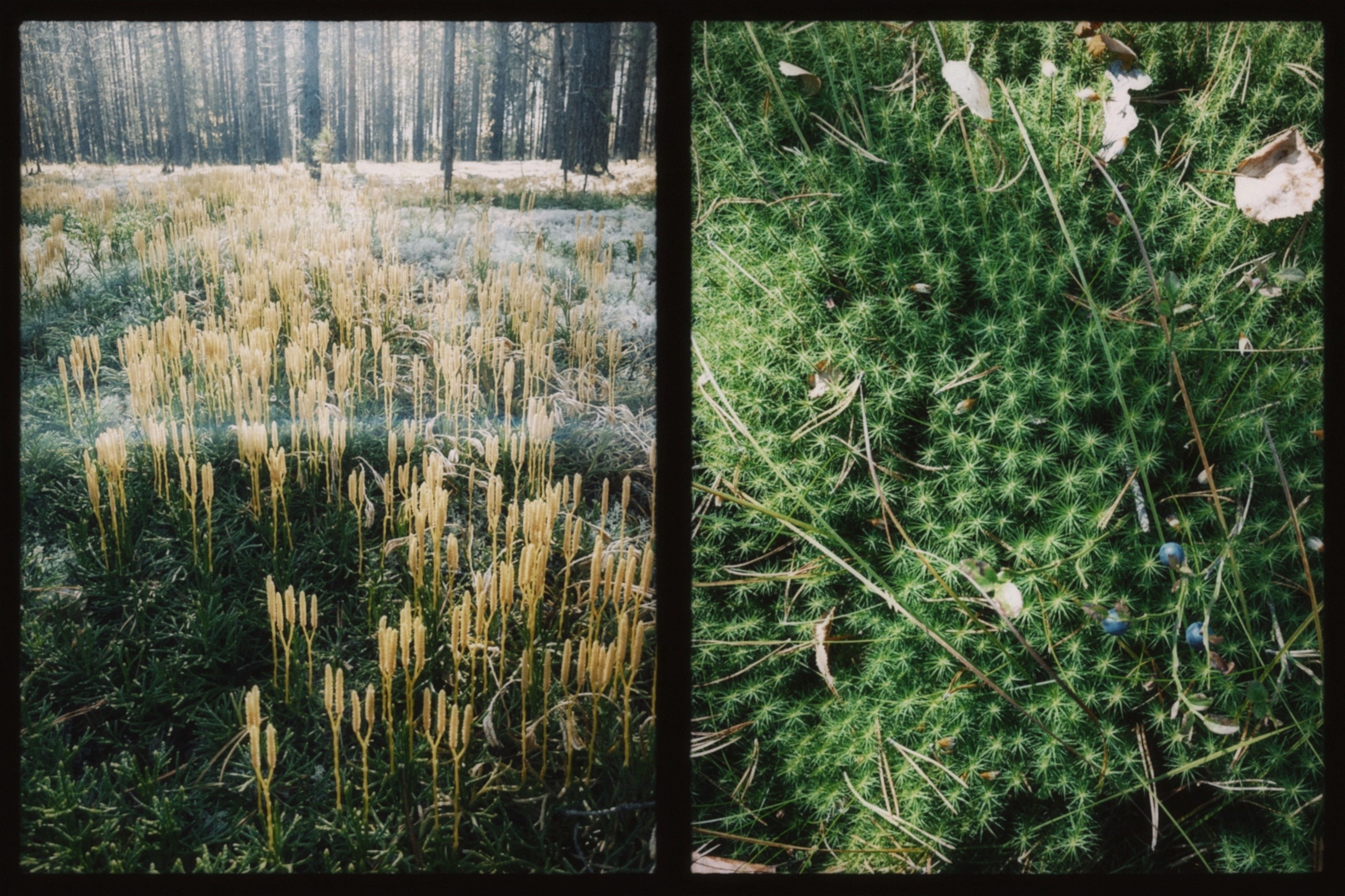 Фотоальбом: Алхимия Жизни. VITA · visual therapy arts