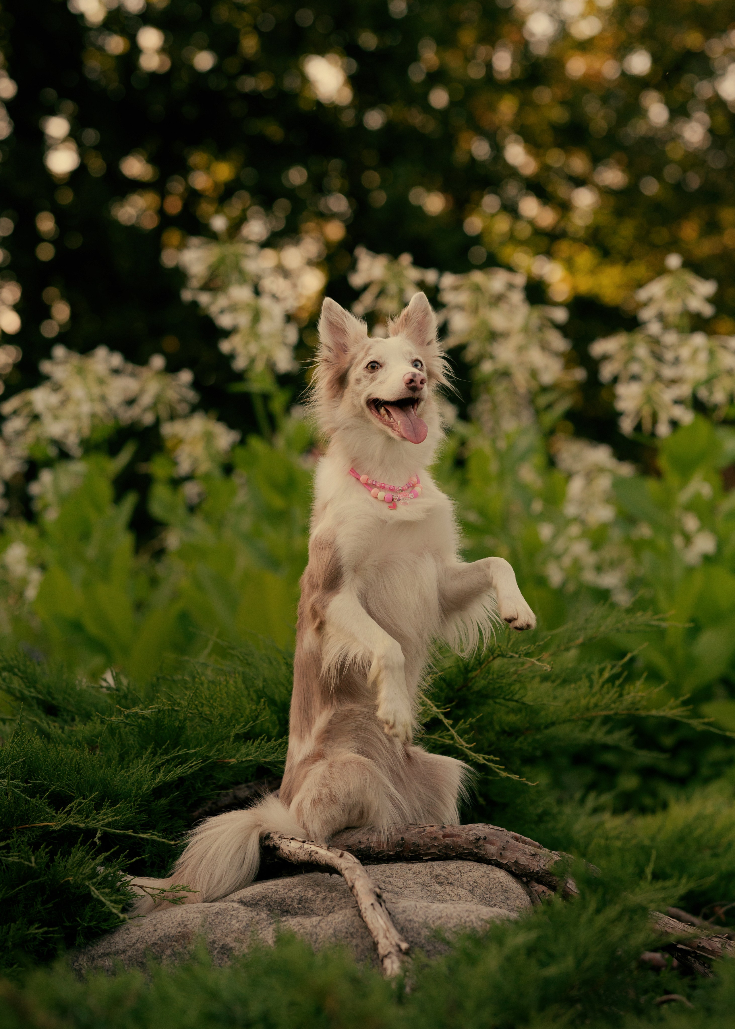 Вэй. Фотограф- анималист Александра Матвеева