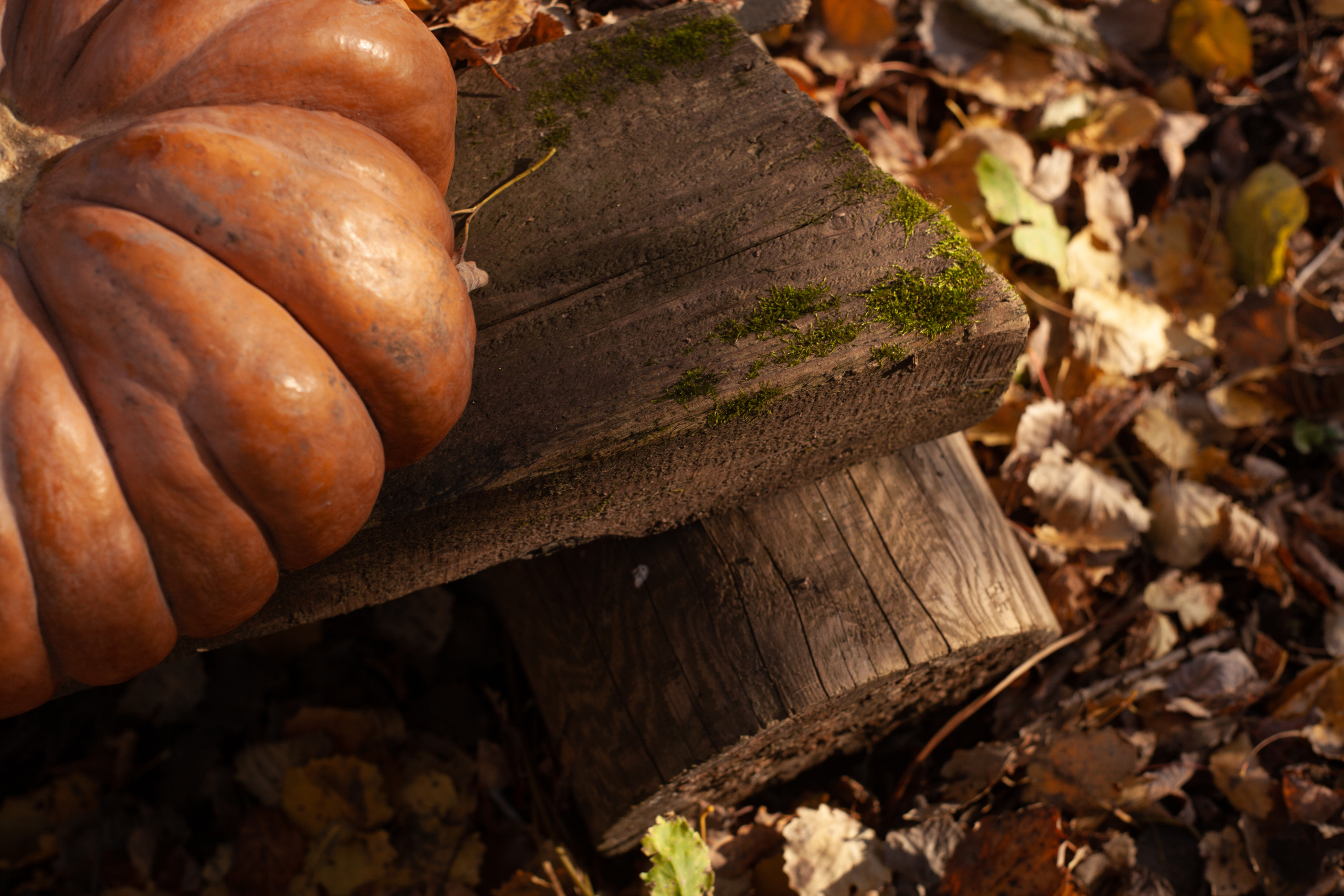 Осень 2021. Фотограф и ретушер Маргарита Павлюк Москва