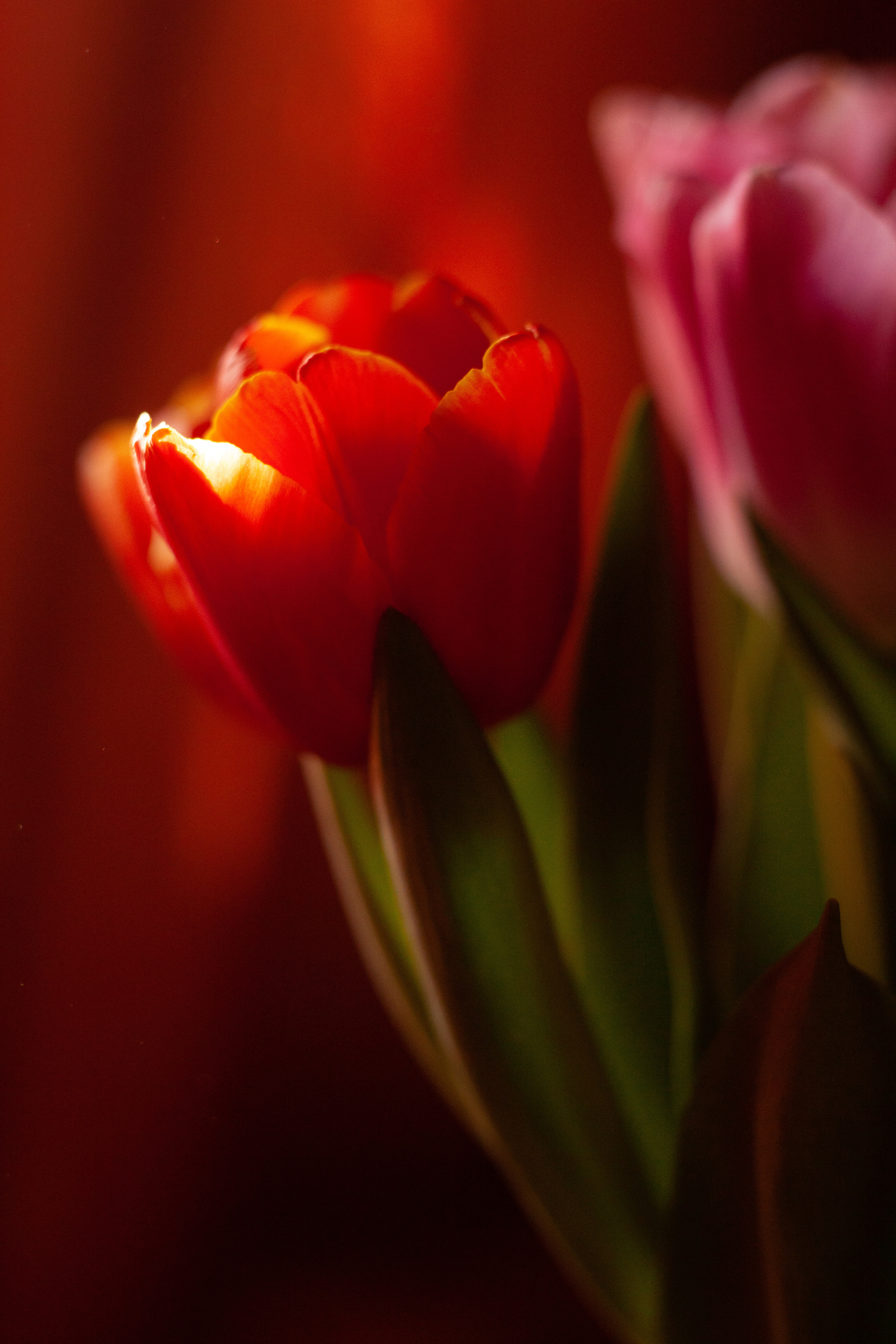 8 марта 2022. Фотограф и ретушер Маргарита Павлюк Москва