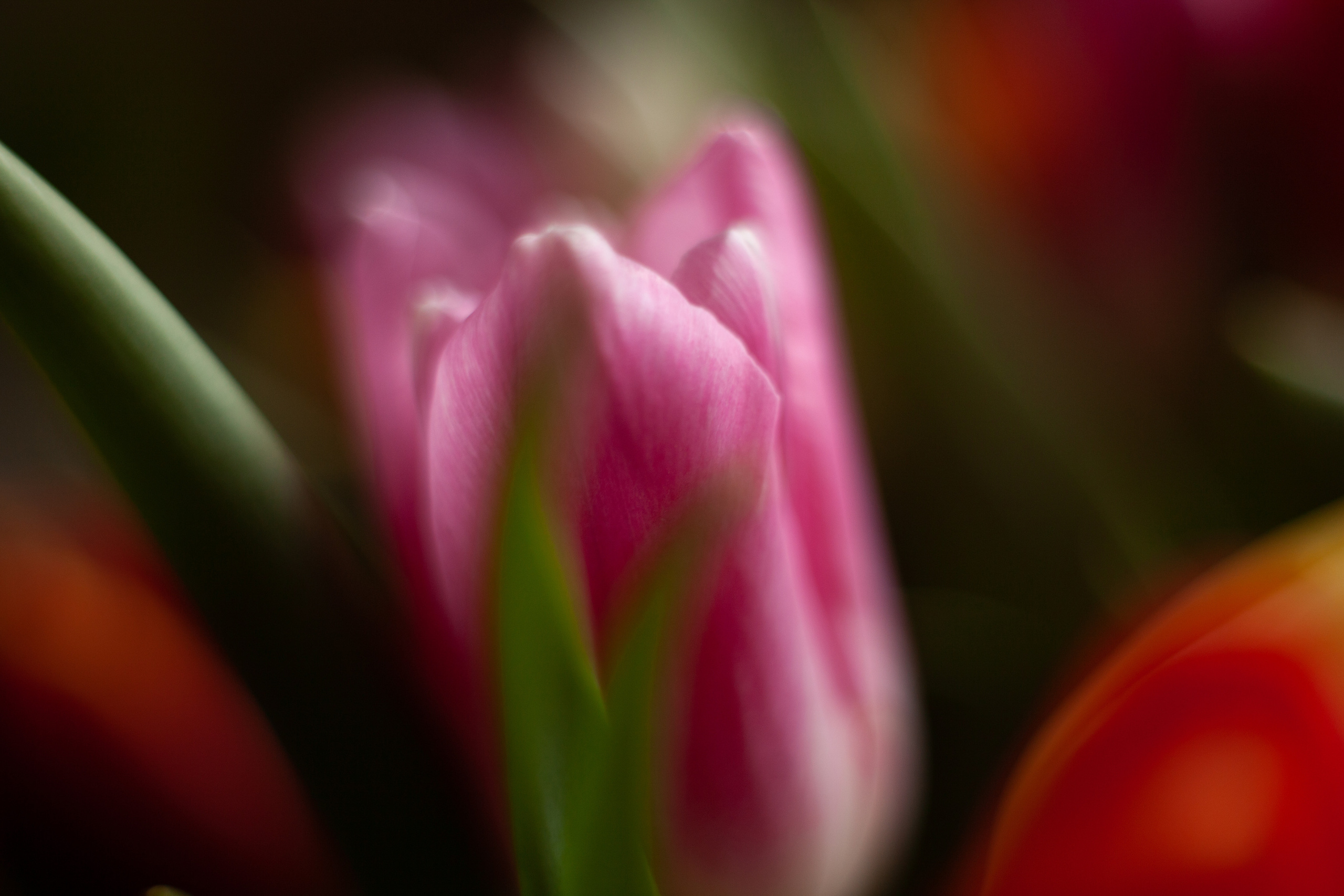 8 марта 2022. Фотограф и ретушер Маргарита Павлюк Москва