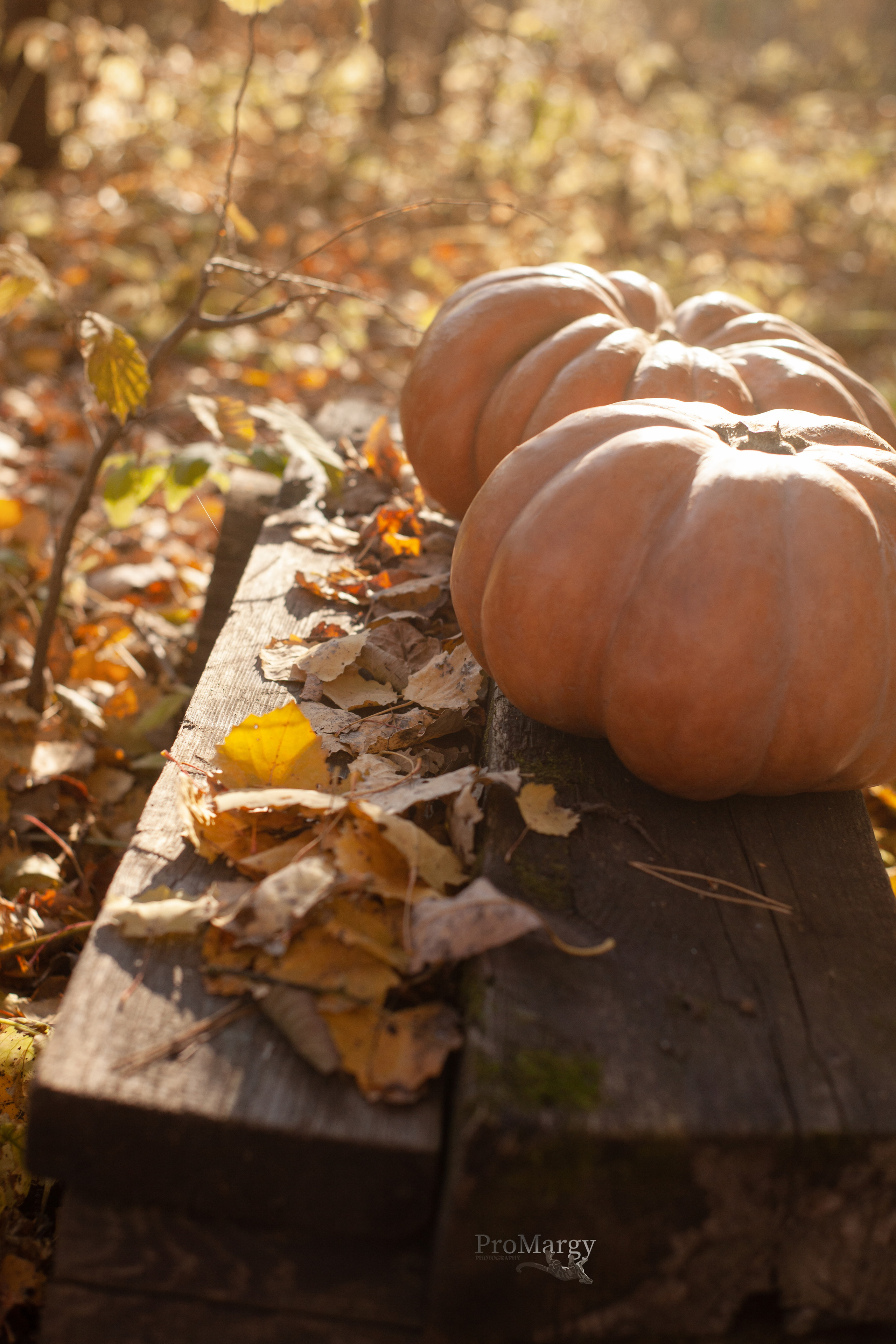 Осень 2021. Фотограф и ретушер Маргарита Павлюк Москва