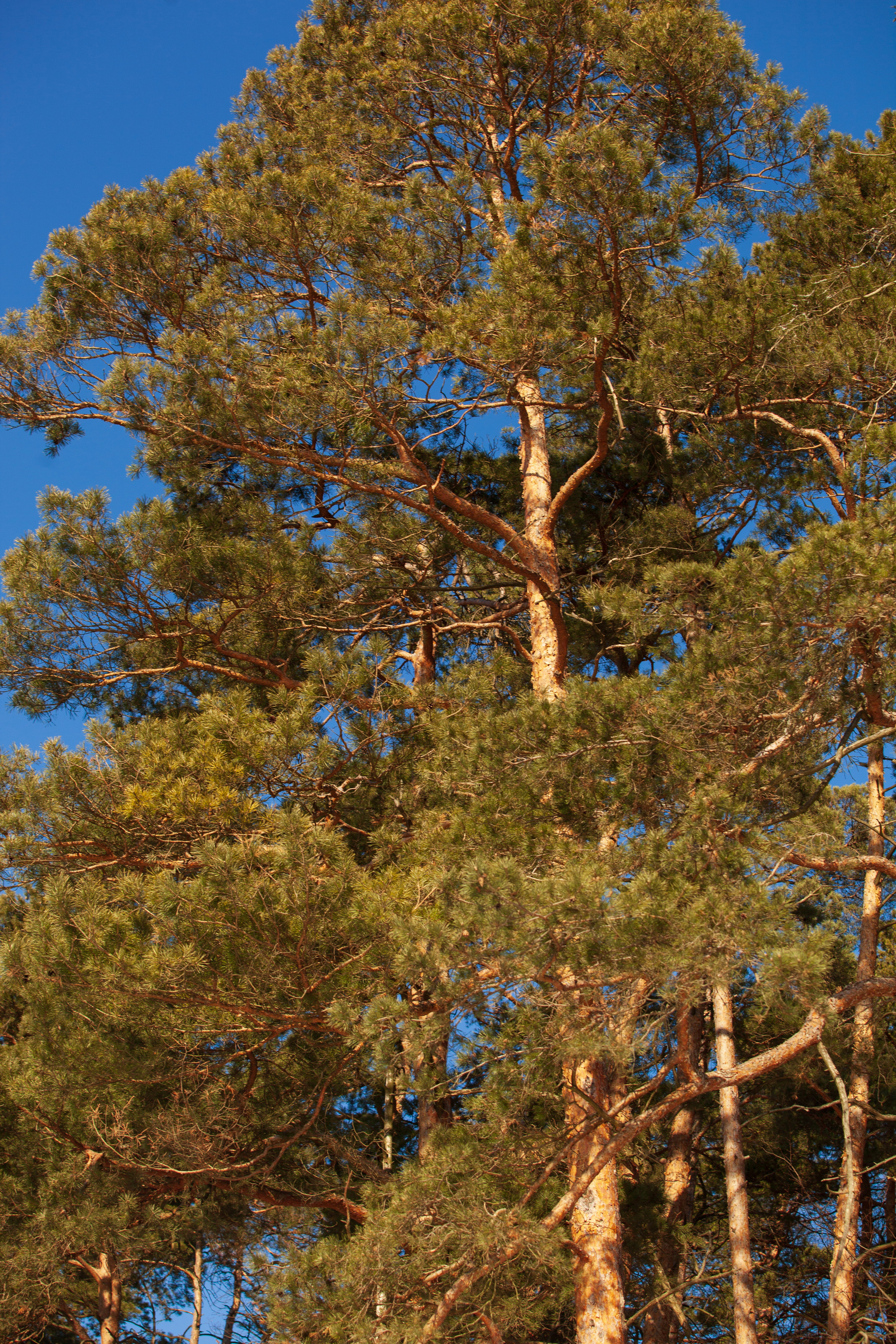 Весна 2022. Фотограф и ретушер Маргарита Павлюк Москва