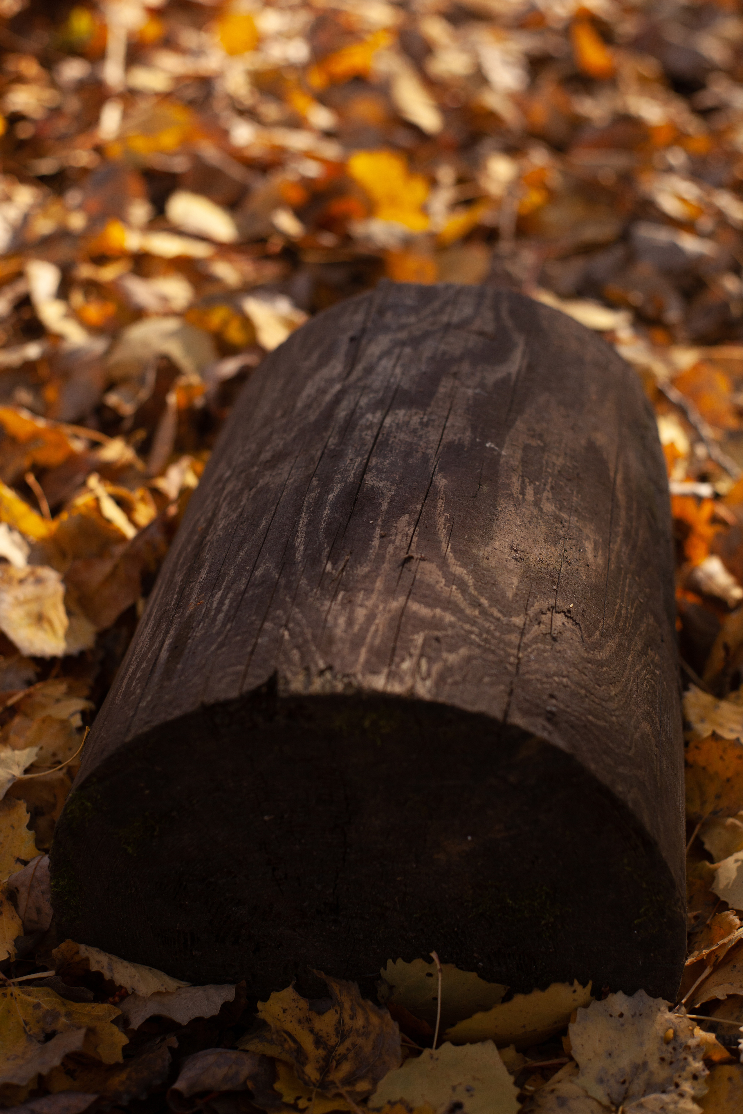 Осень 2021. Фотограф и ретушер Маргарита Павлюк Москва