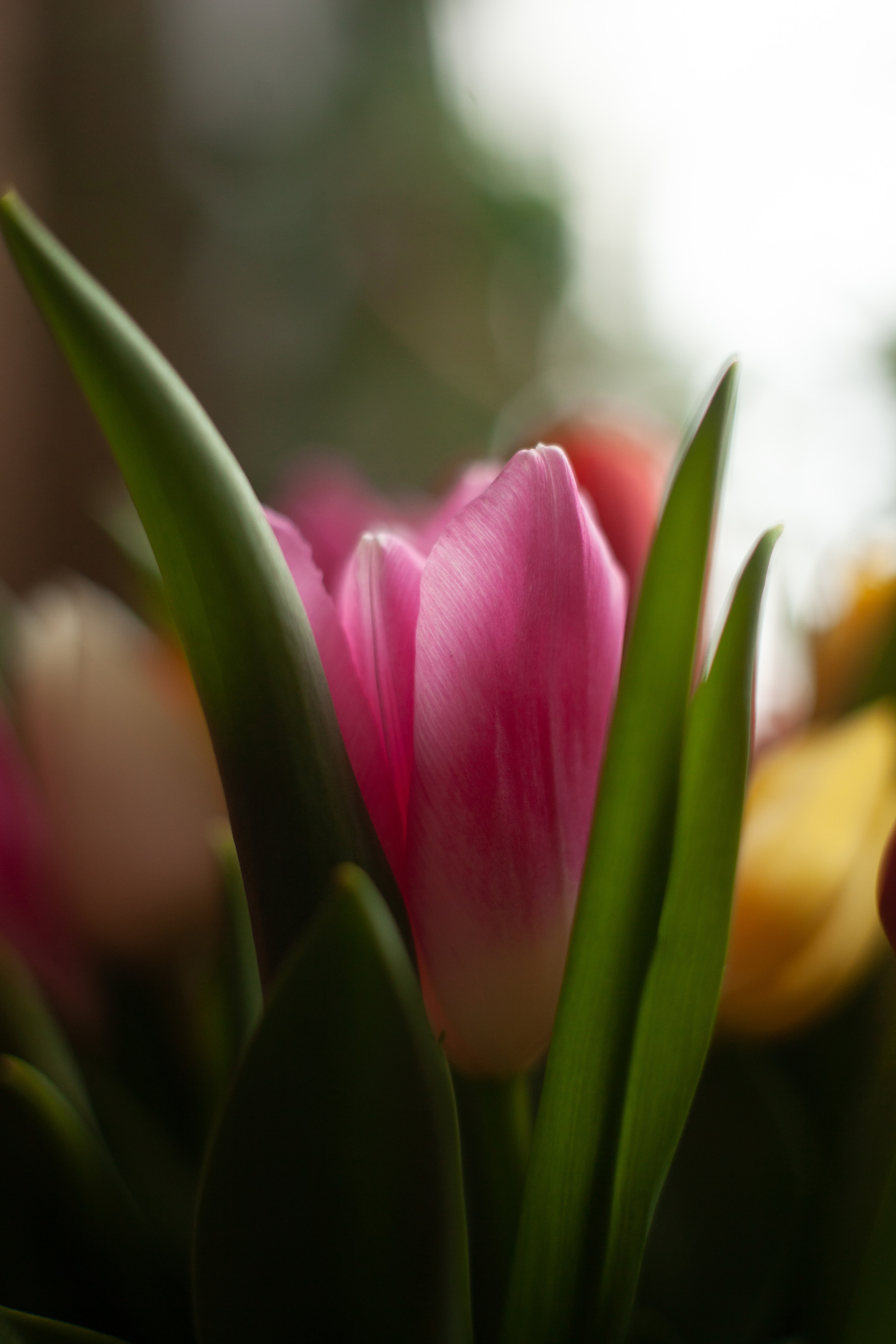 8 марта 2022. Фотограф и ретушер Маргарита Павлюк Москва