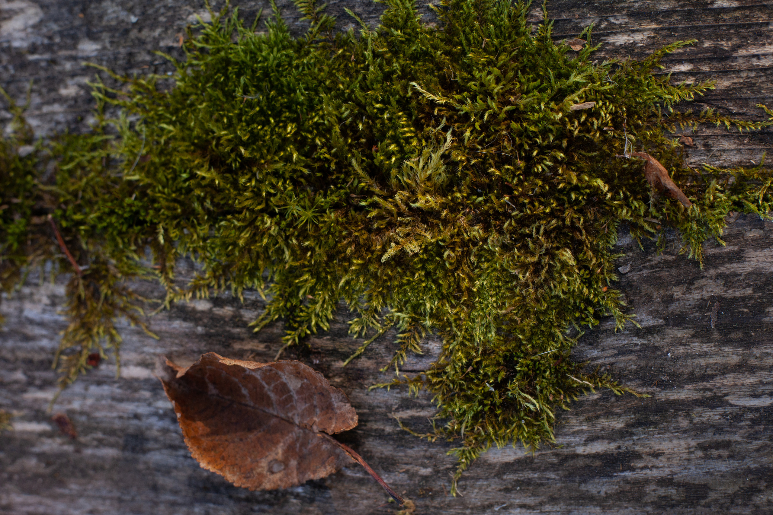 Осень 2021. Фотограф и ретушер Маргарита Павлюк Москва