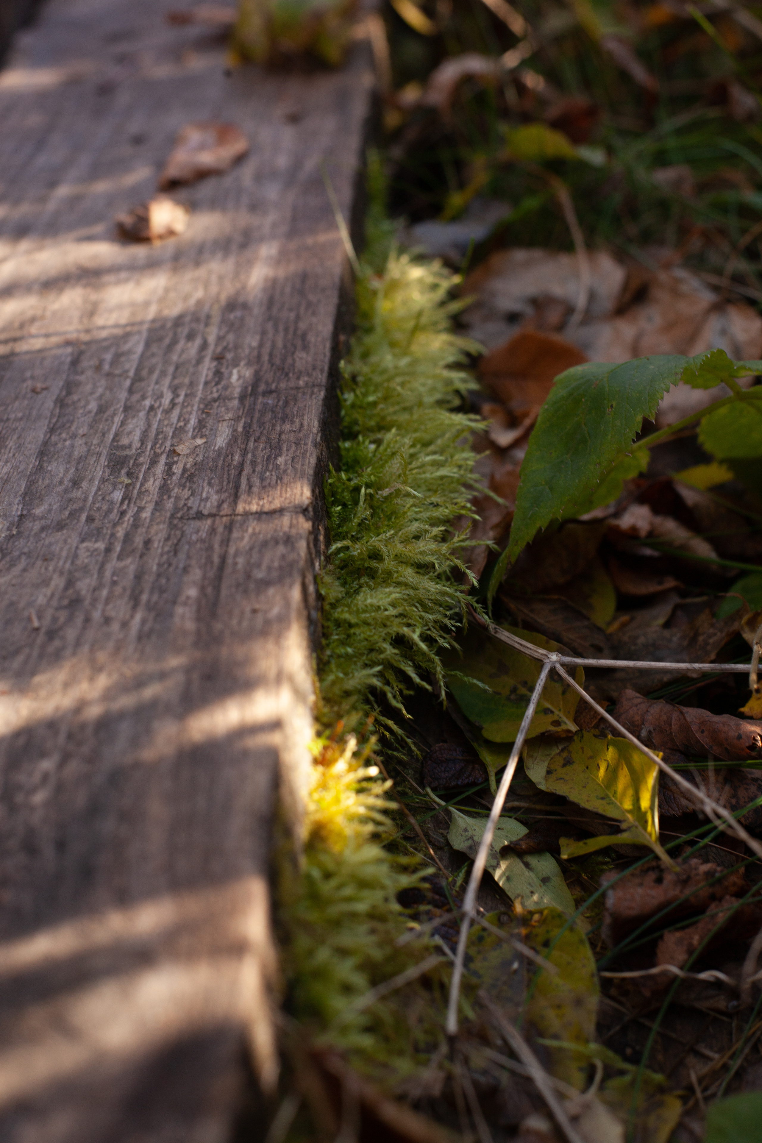 Осень 2021. Фотограф и ретушер Маргарита Павлюк Москва