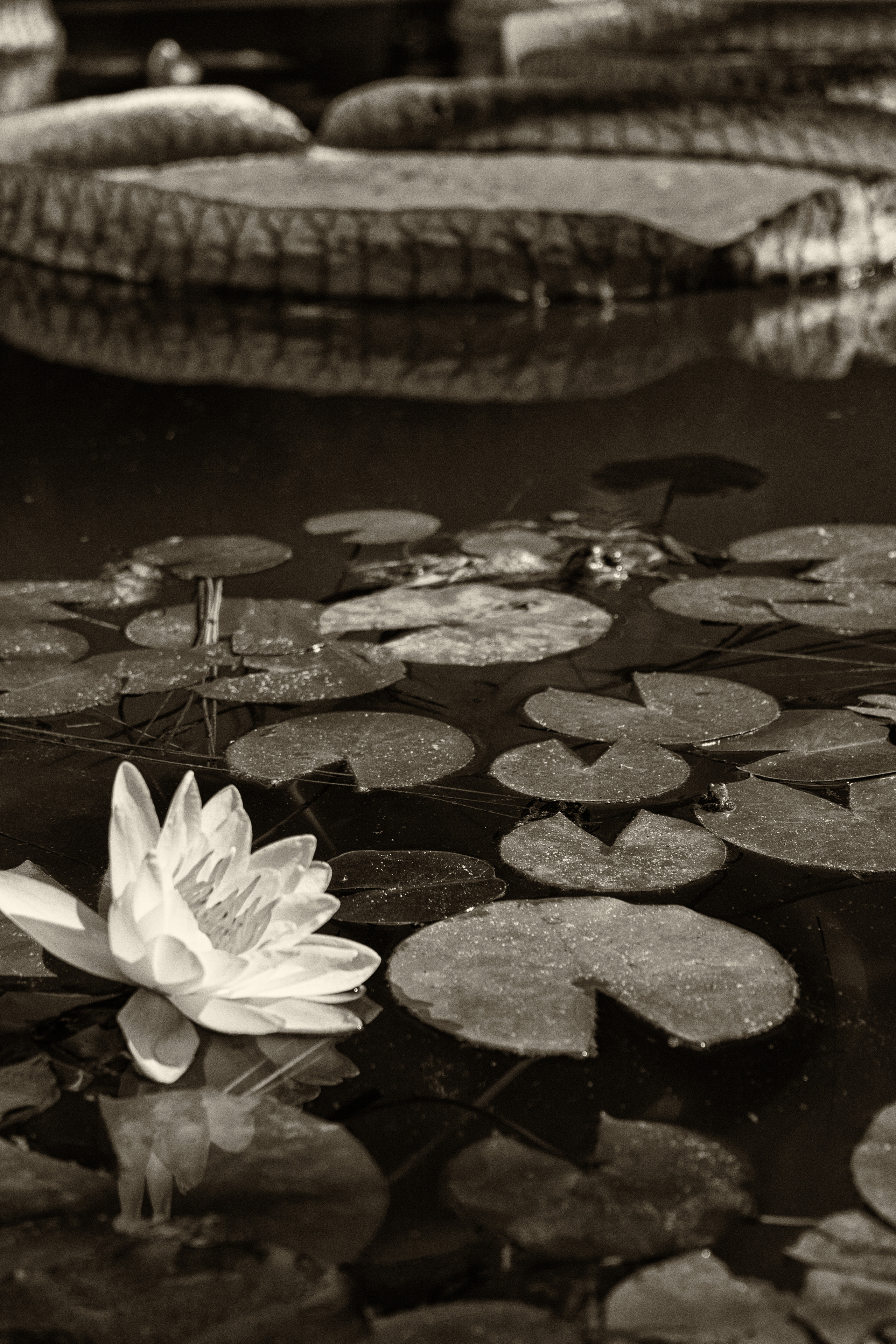 Абхазия. Фотограф и ретушер Маргарита Павлюк Москва